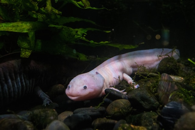 Axolotl