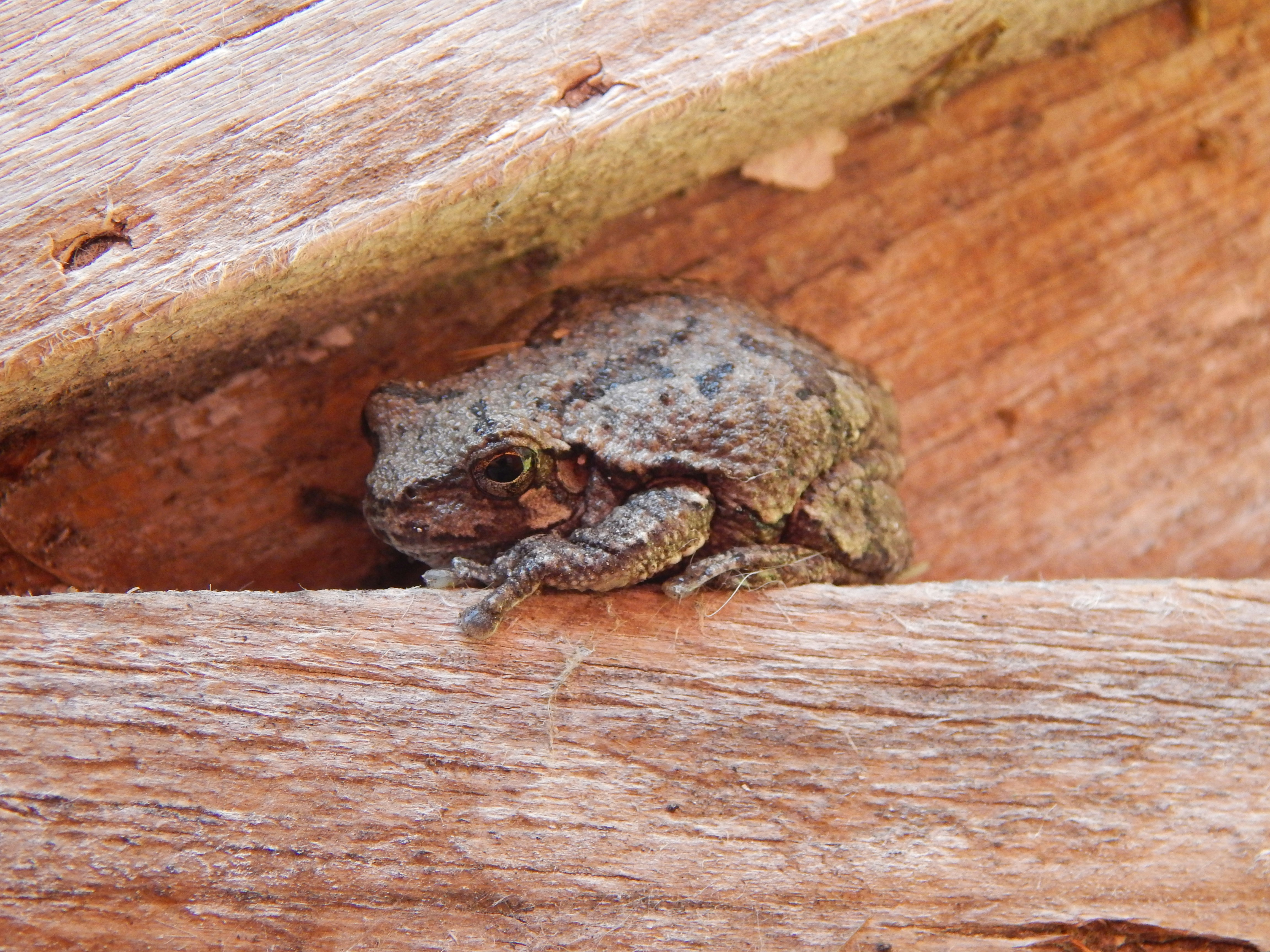Gray Tree Frog