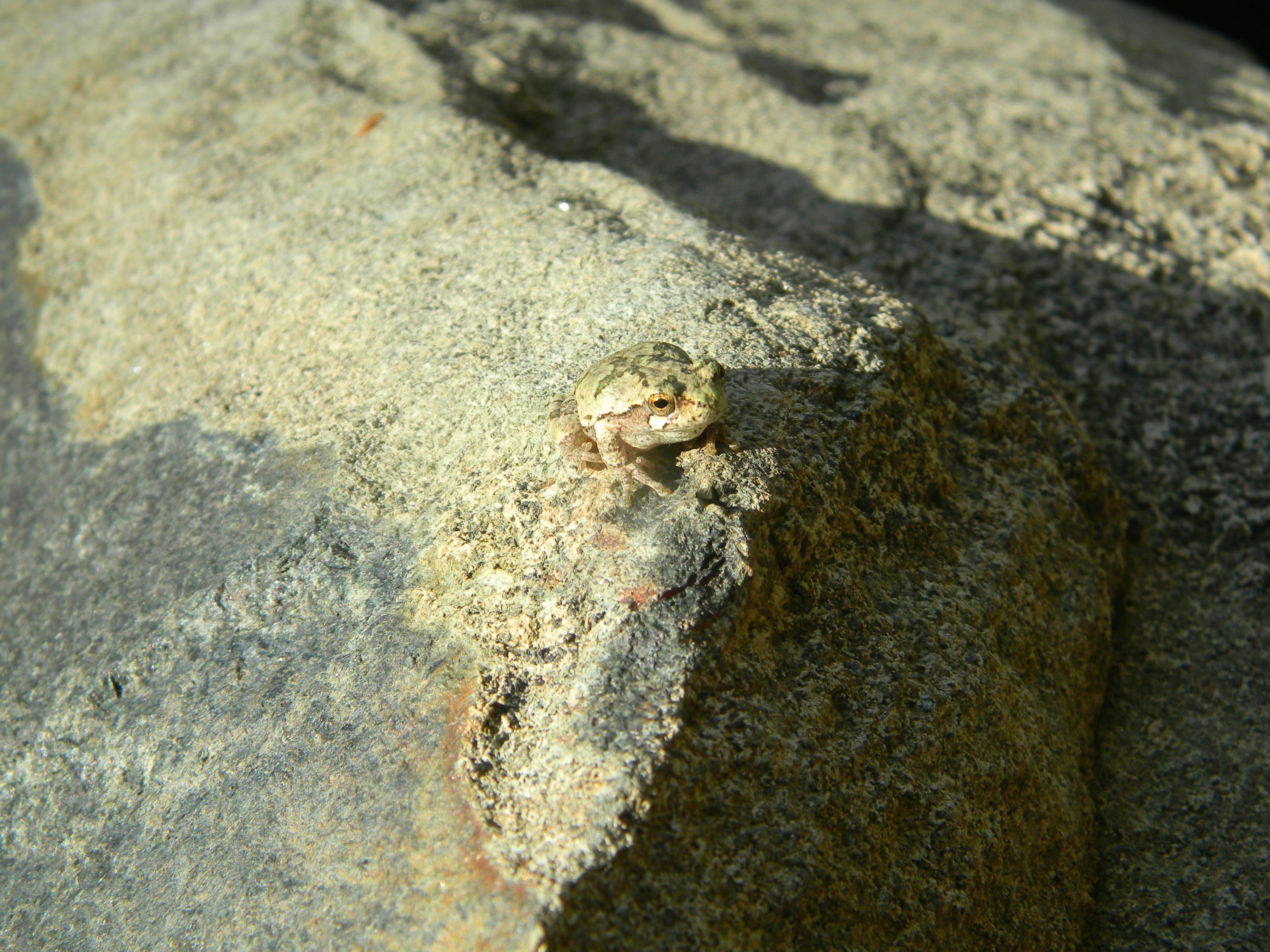 Gray Tree Frog