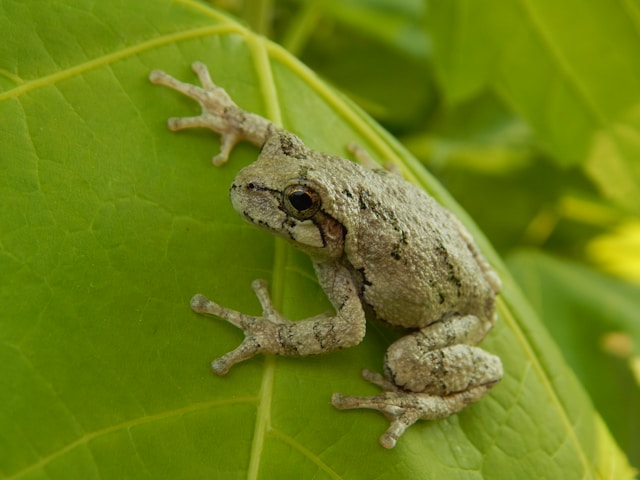 Gray Tree Frog