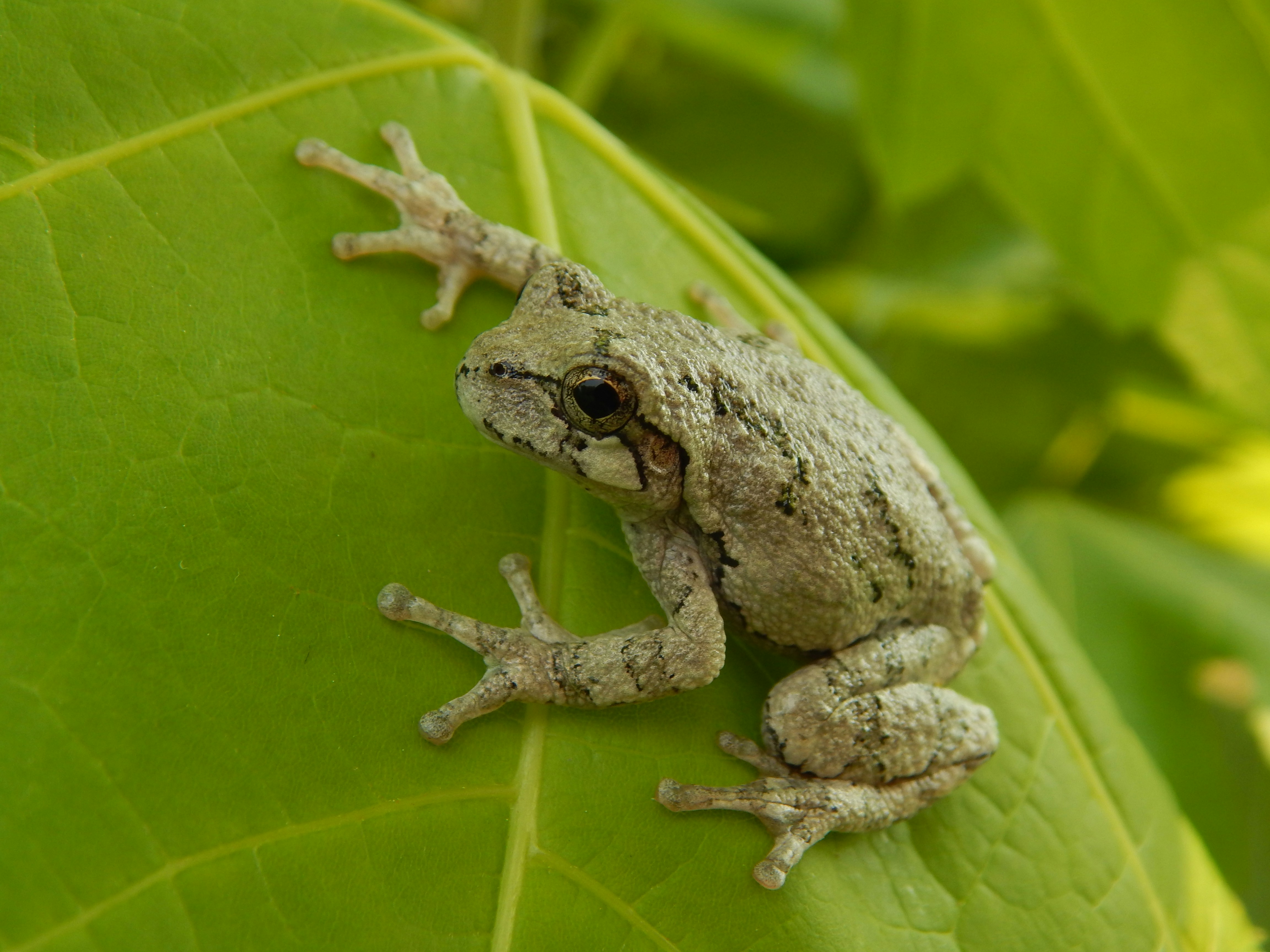 Gray Tree Frog