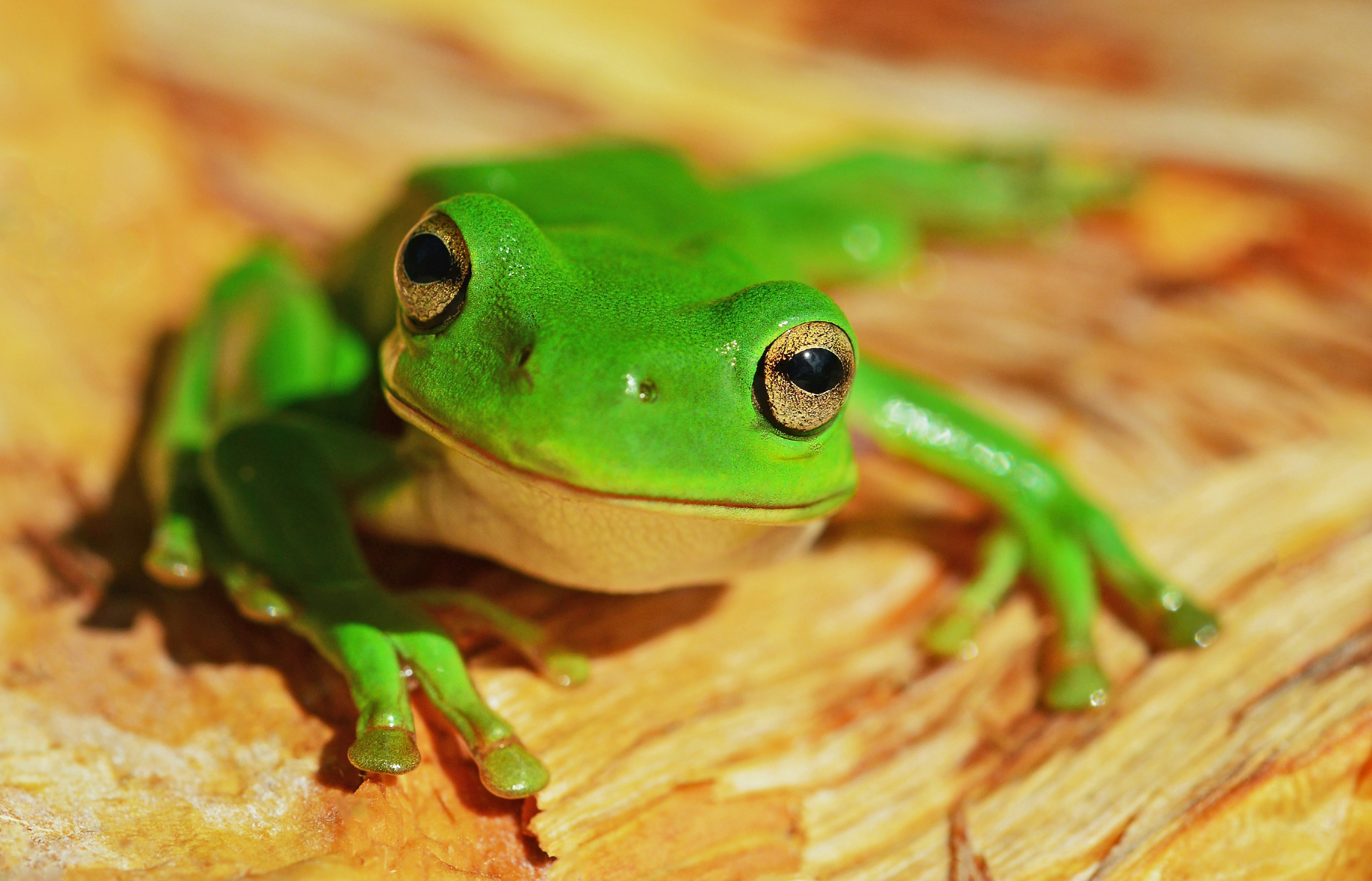 Australian Green Tree Frog