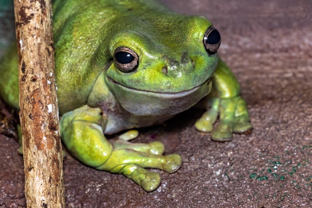 Australian Green Tree Frog