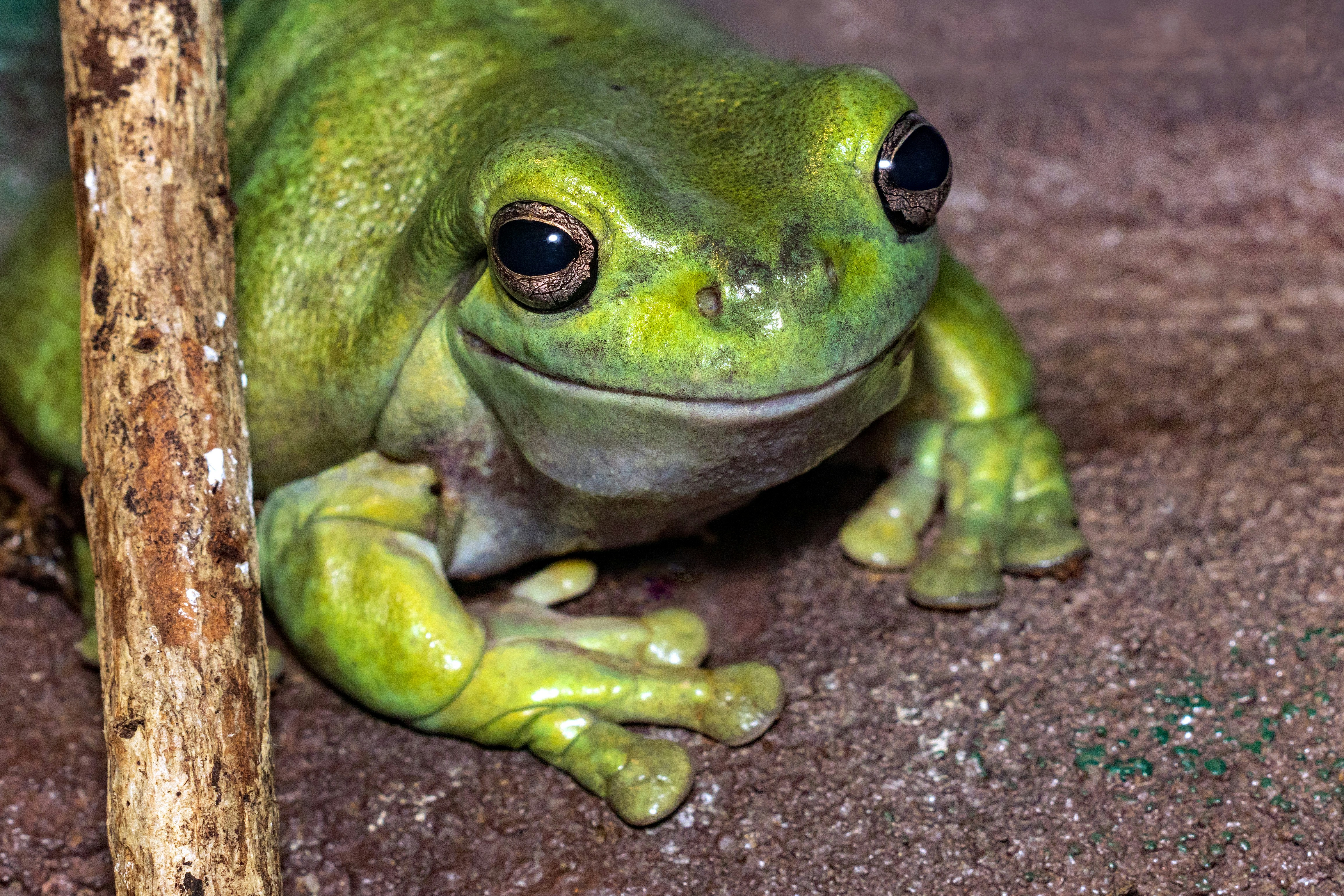 Australian Green Tree Frog