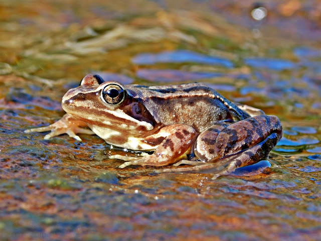 Common Frog