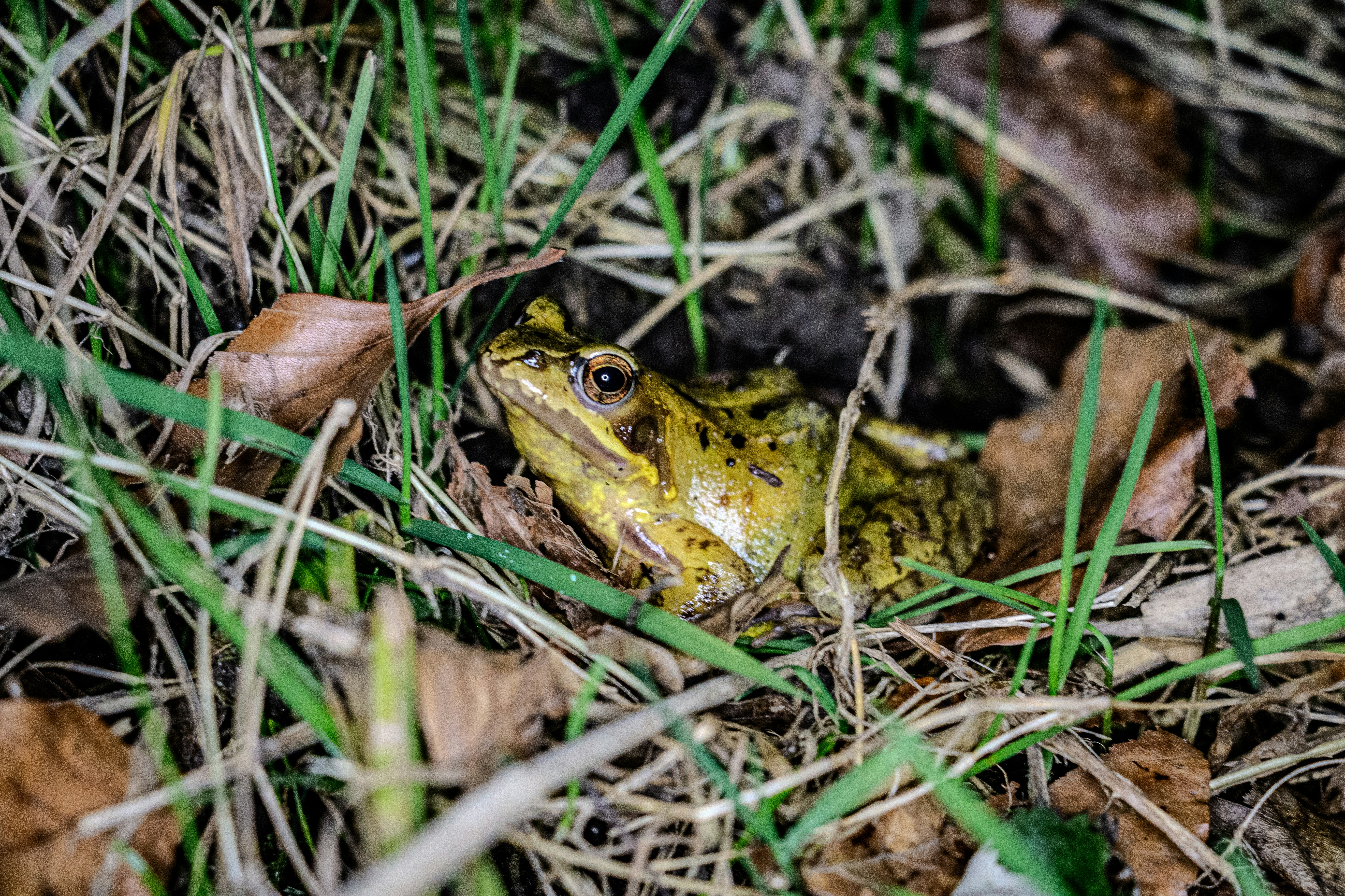 Common Frog