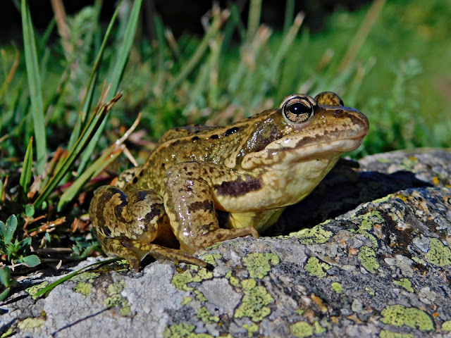 Common Frog