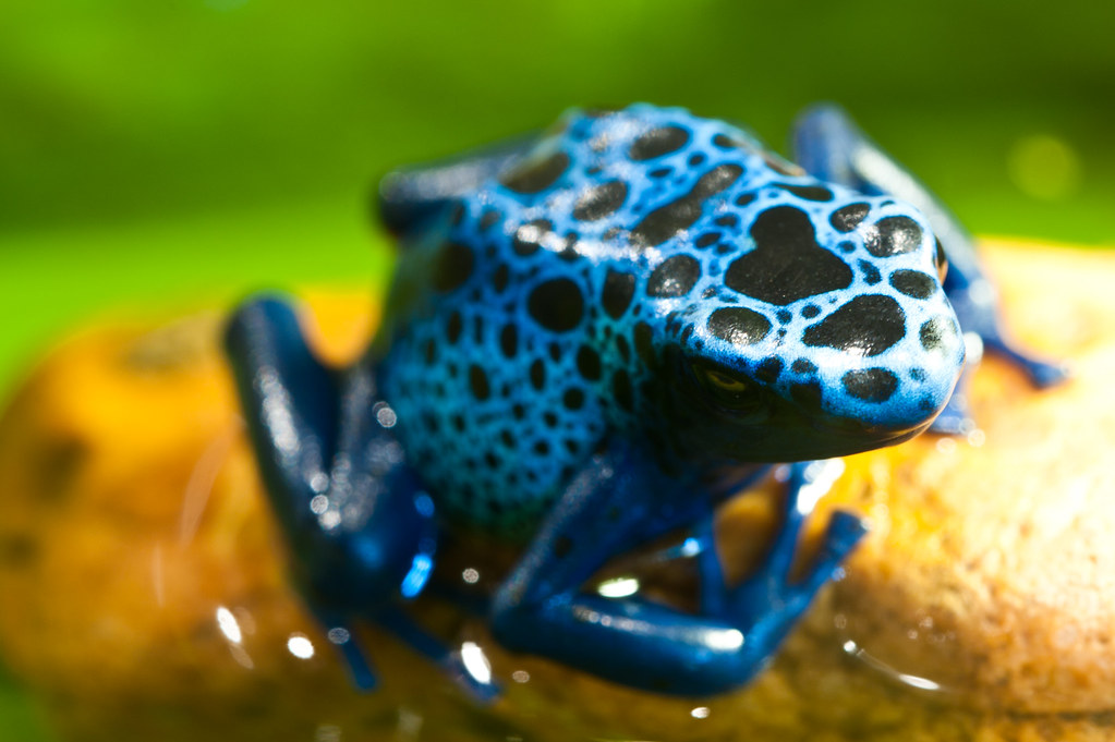 Blue Poison Dart Frog