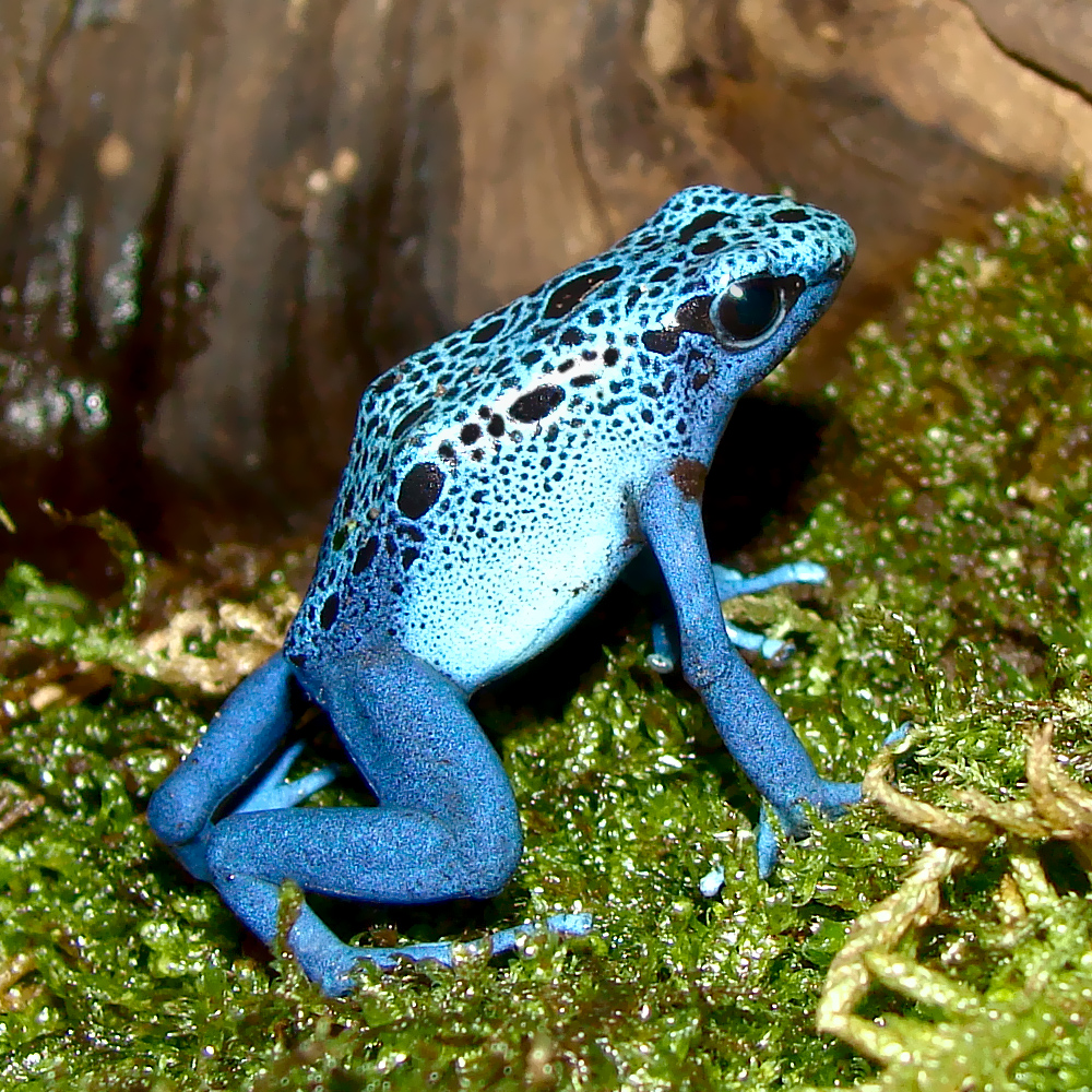 Blue Poison Dart Frog