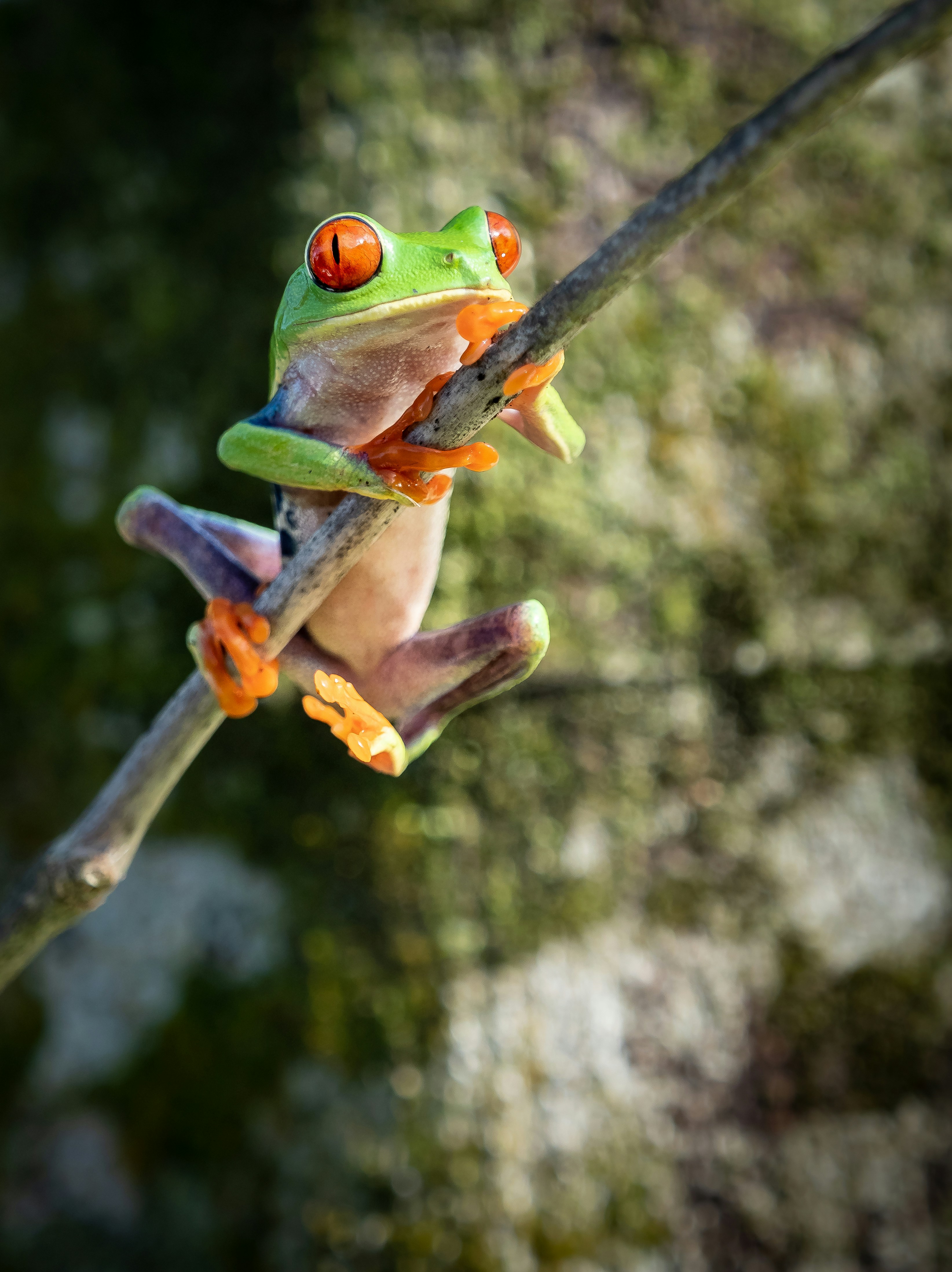 Red-Eyed Tree Frog