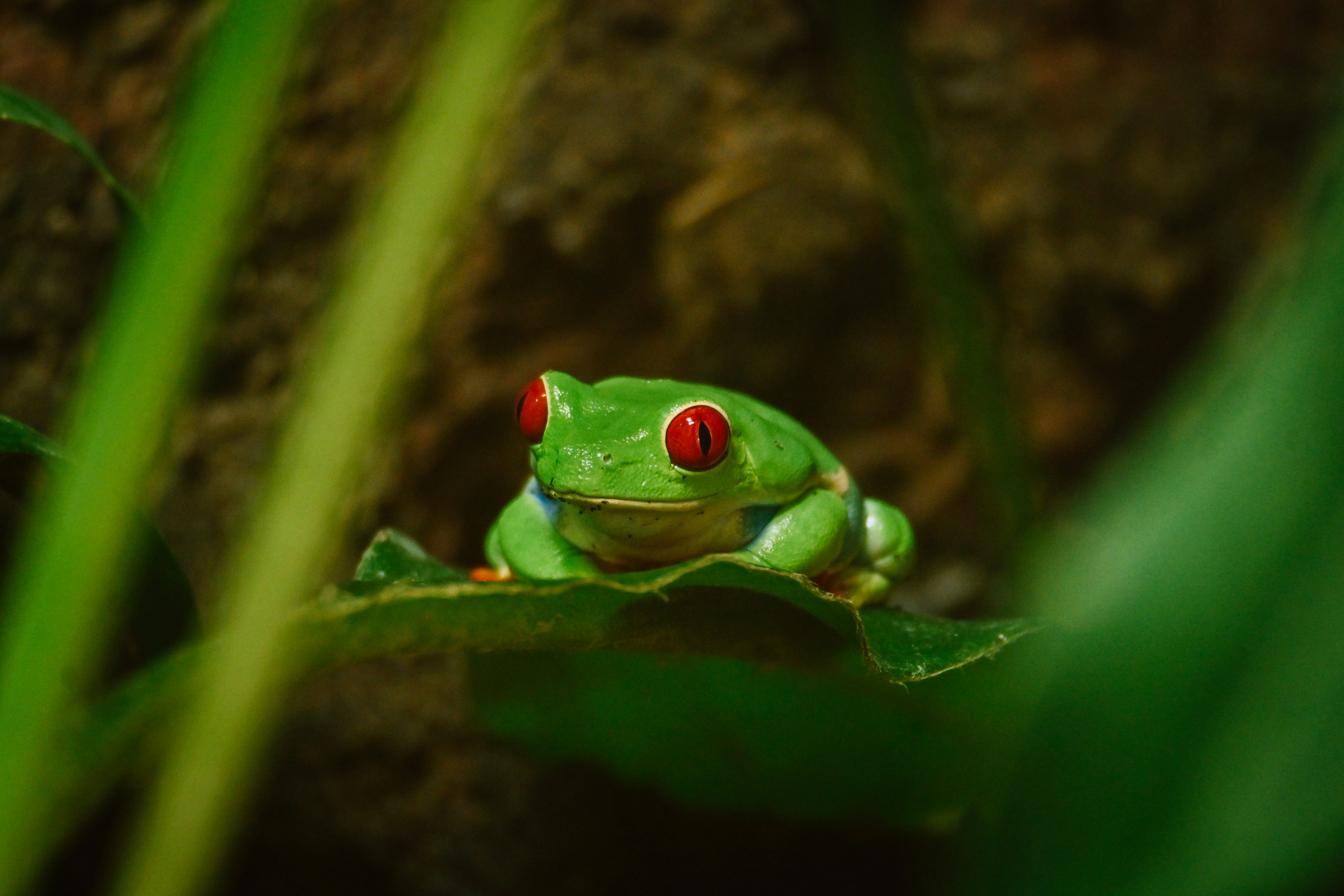Red-Eyed Tree Frog