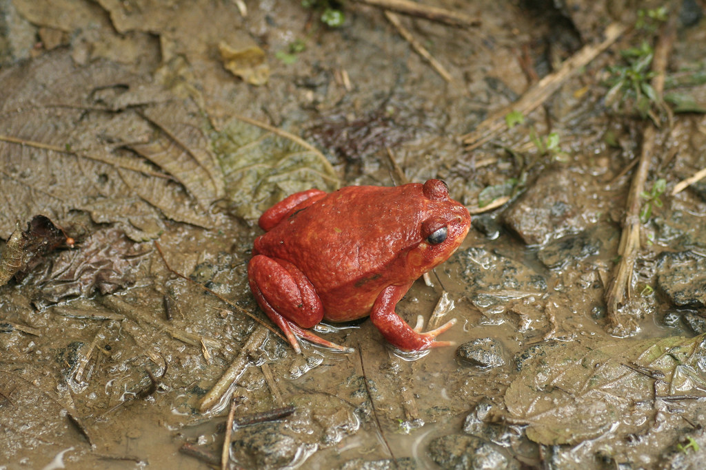 Tomato Frog