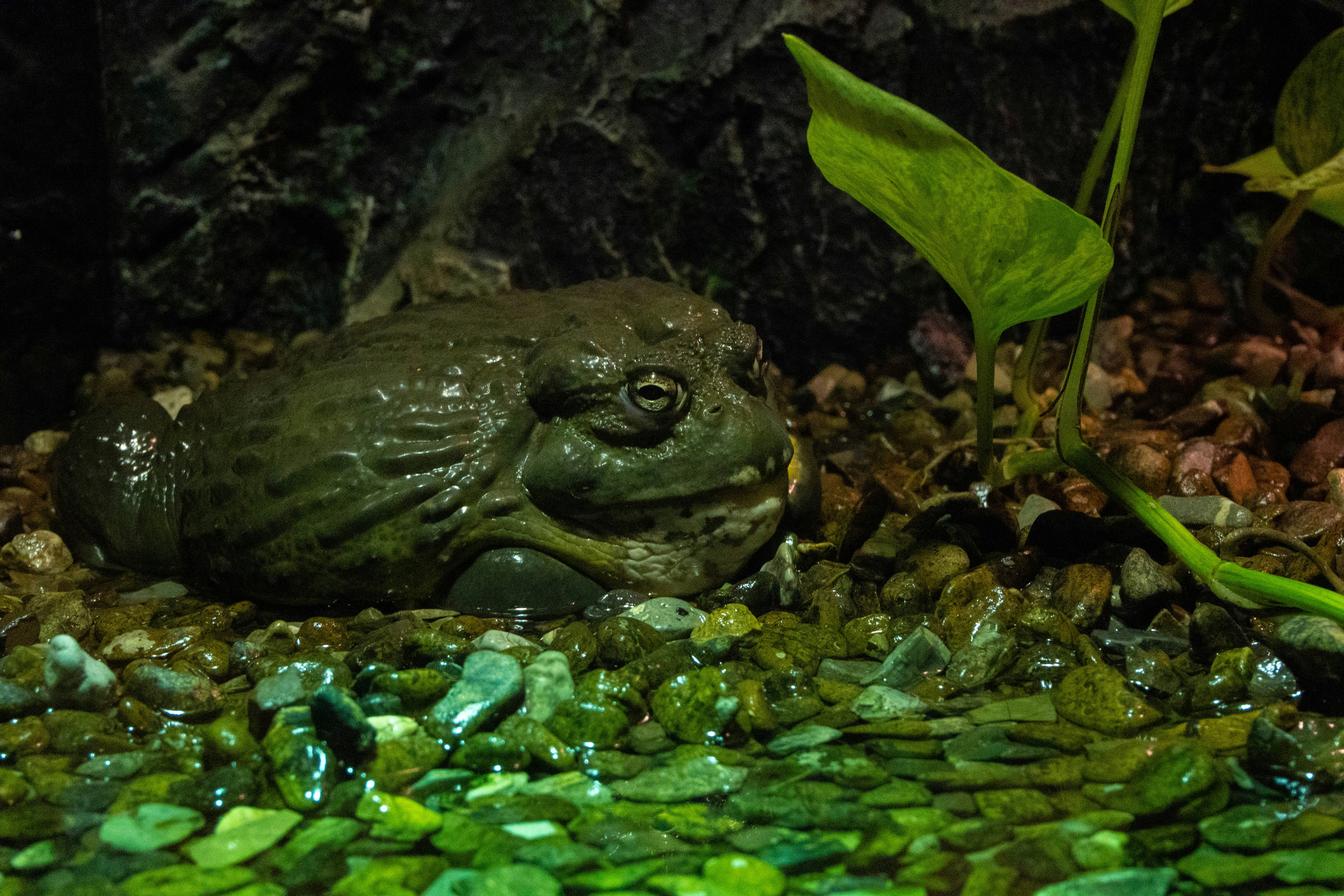 African Bullfrog