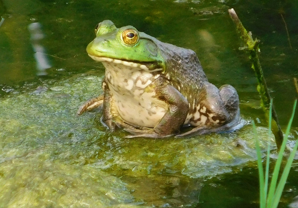 American Bullfrog