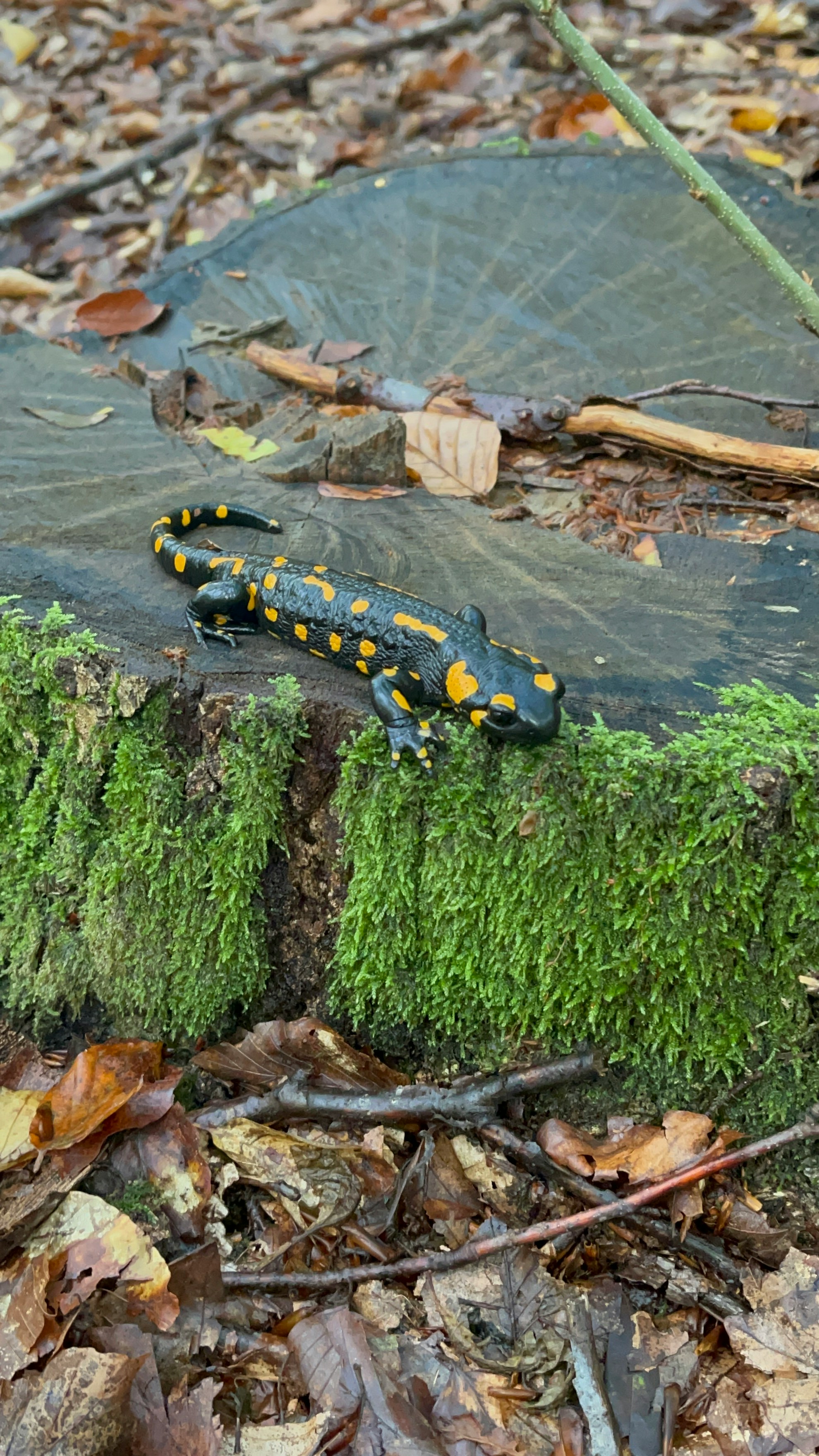 Fire Salamander