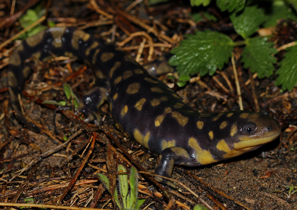 Tiger Salamander