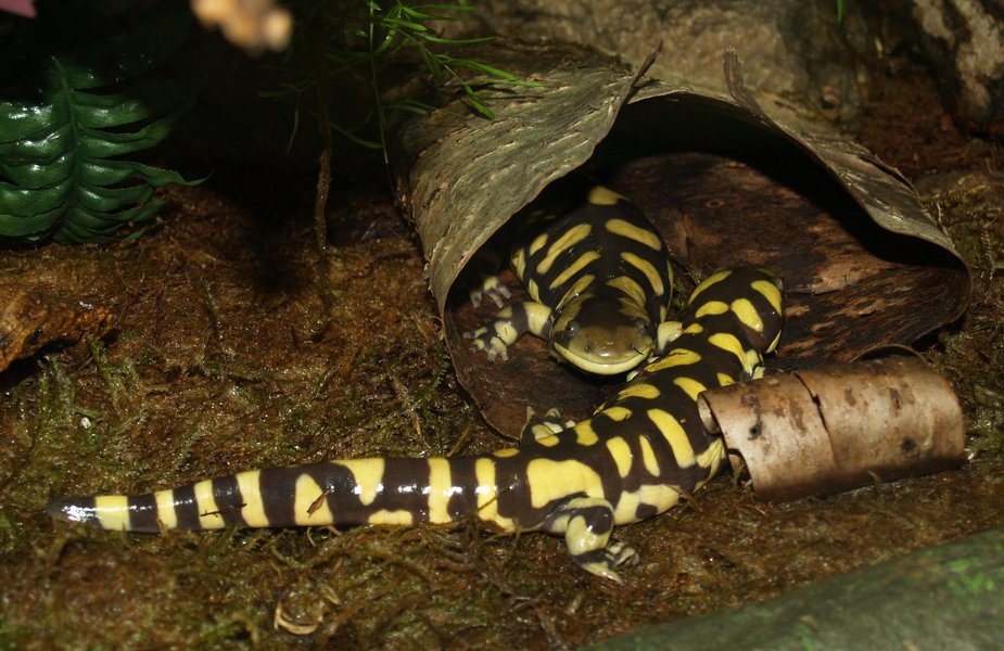 Tiger Salamander