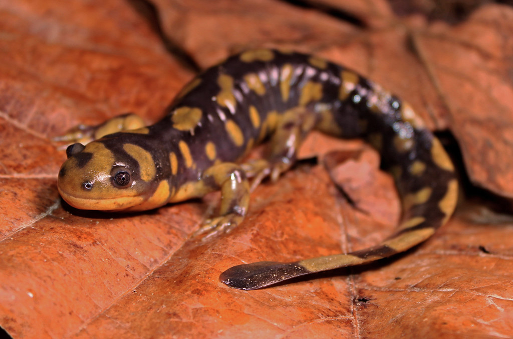 Tiger Salamander