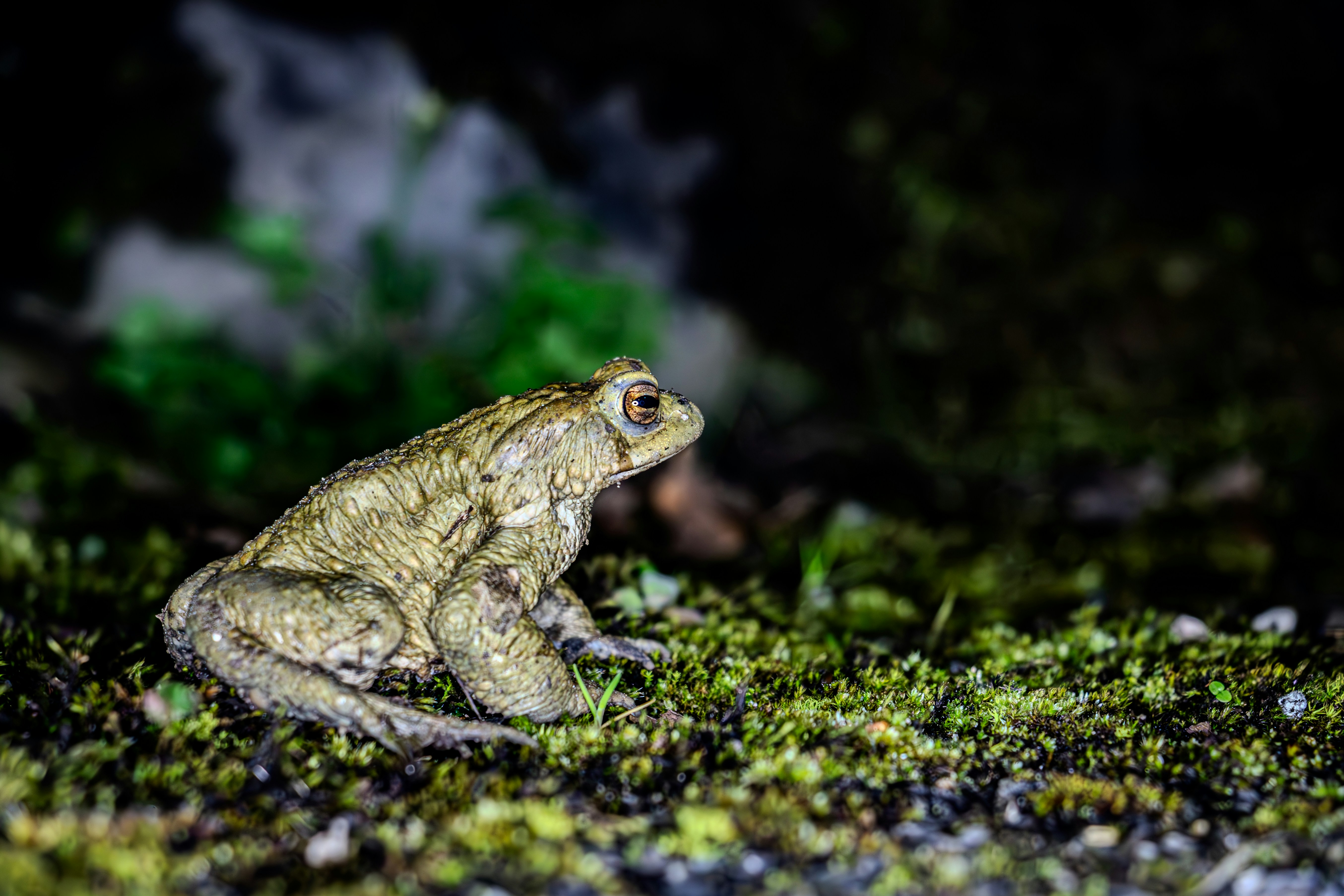 Common Toad
