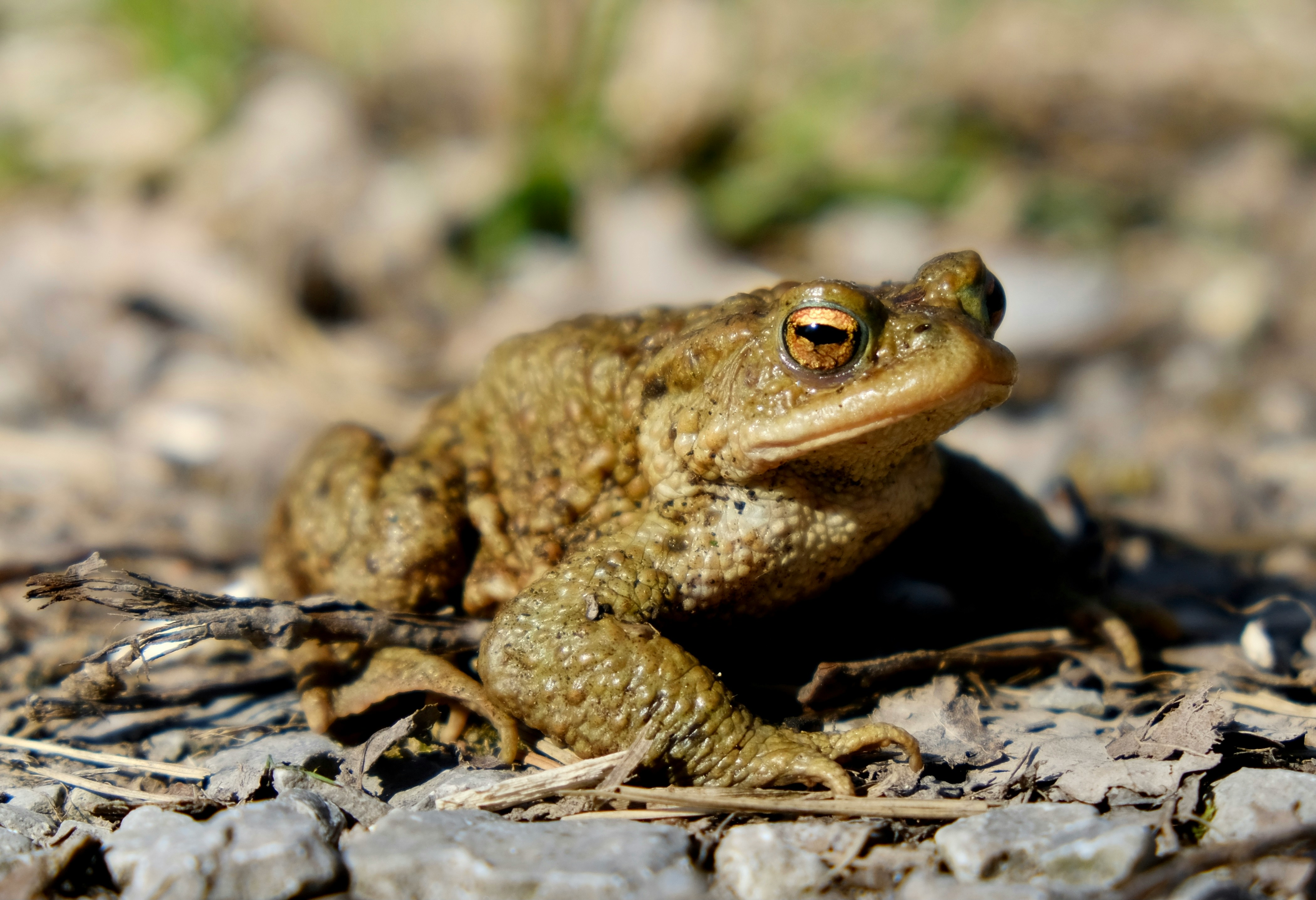 Common Toad