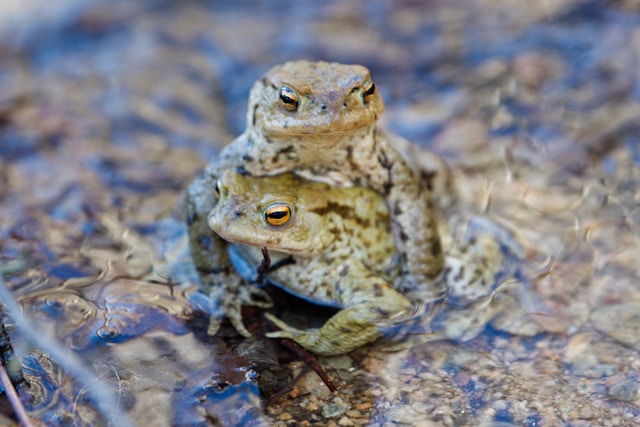 Common Toad