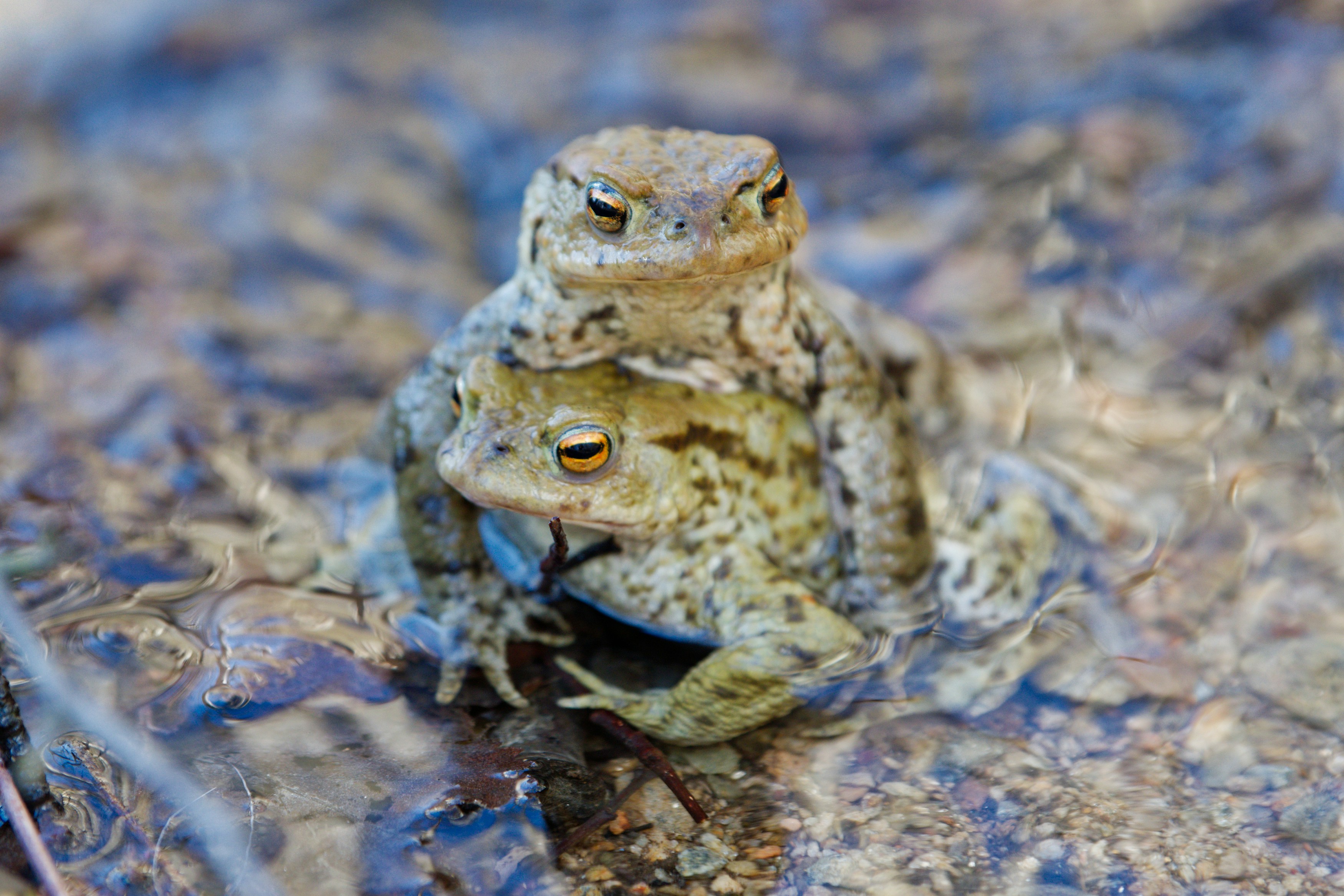 Common Toad