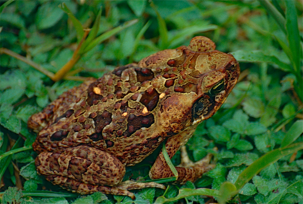 Cane Toad