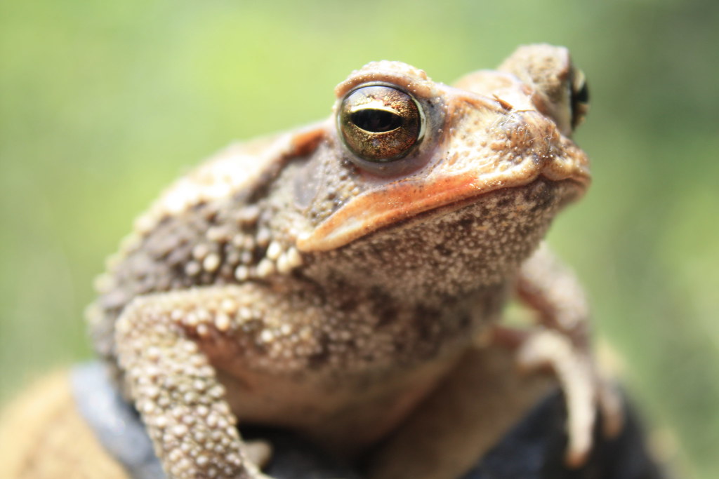 Cane Toad