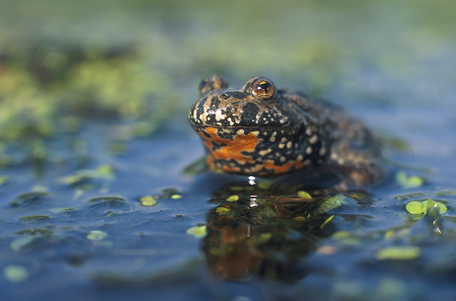 Oriental Fire-Bellied Toad