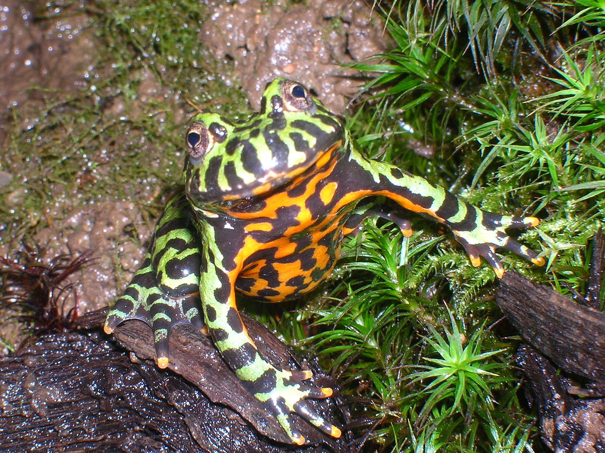 Oriental Fire-Bellied Toad