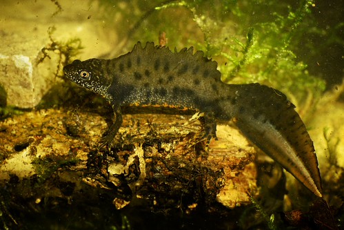 Great Crested Newt