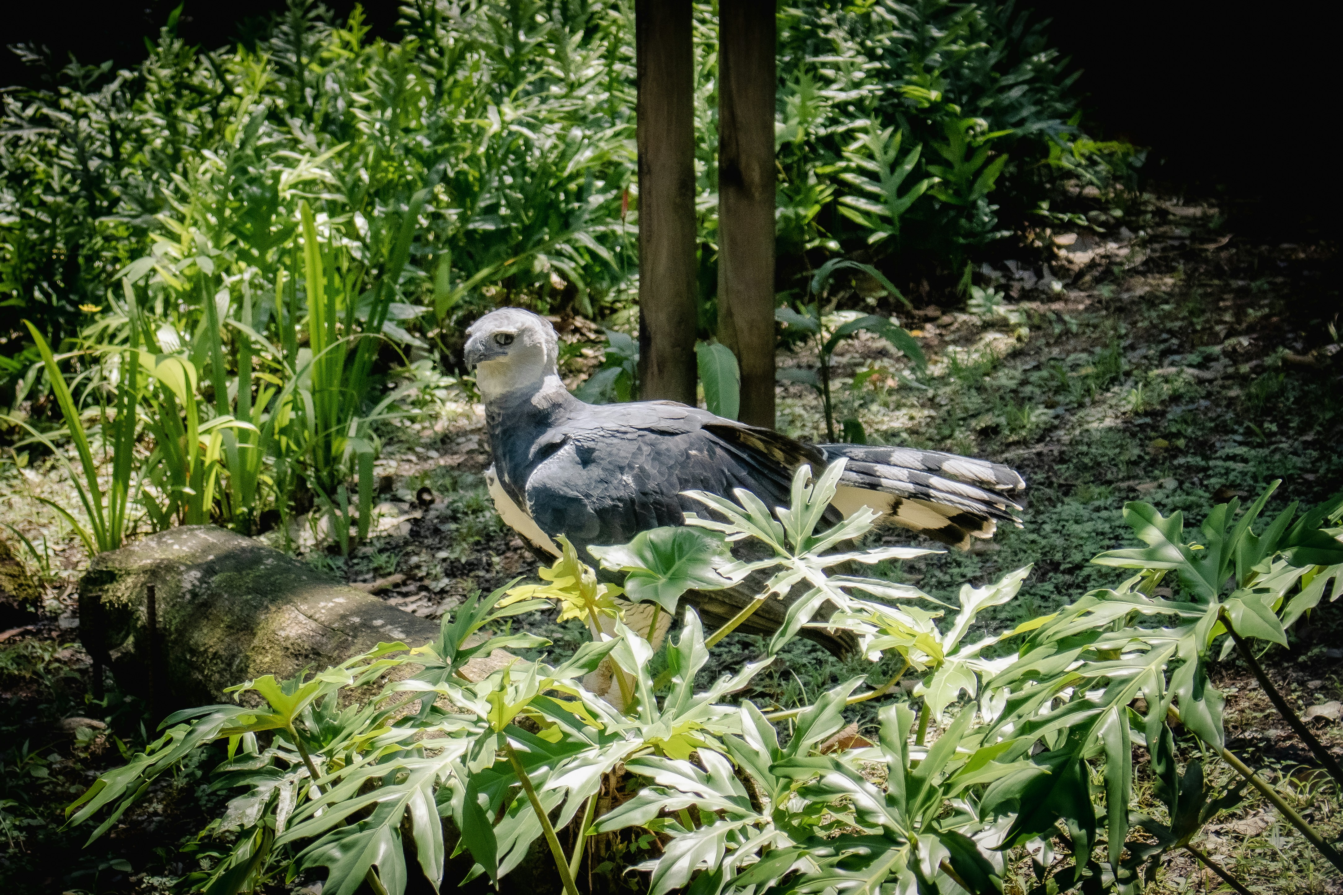 Harpy Eagle