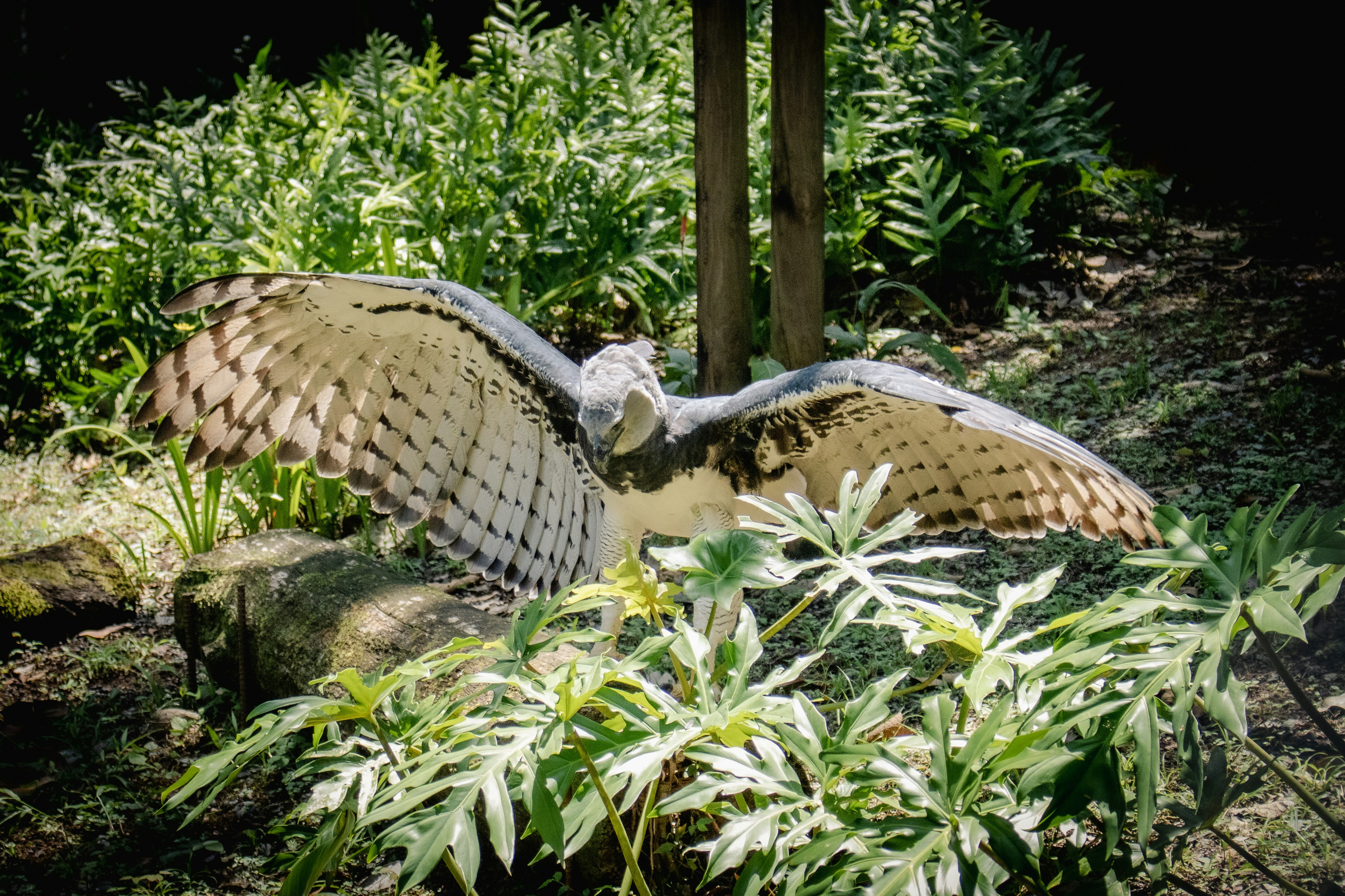 Harpy Eagle