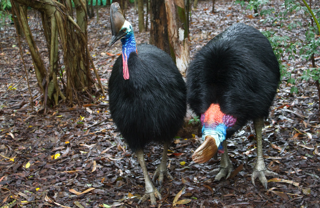 Southern Cassowary