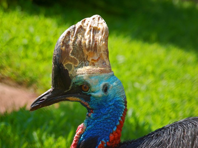 Southern Cassowary