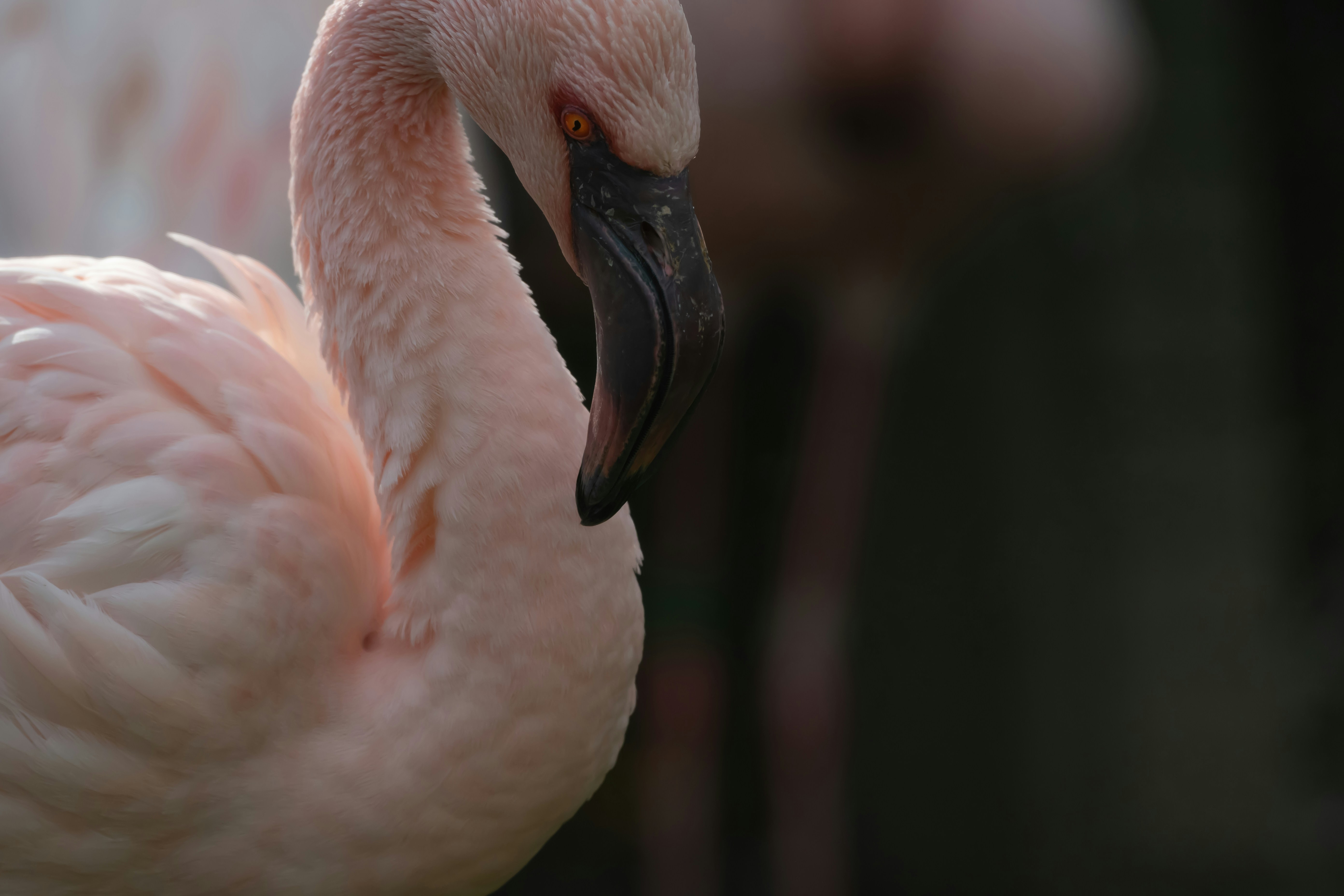 Lesser Flamingo