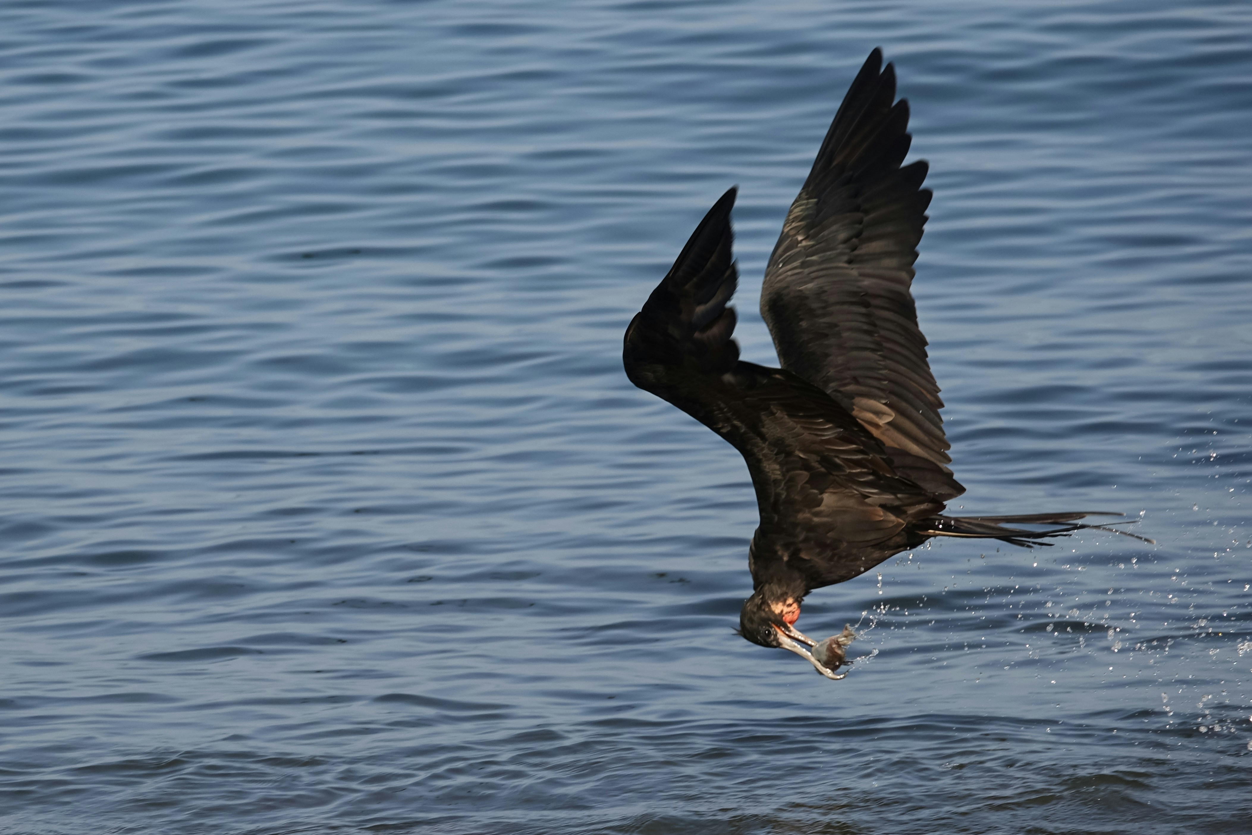 Magnificent Frigatebird