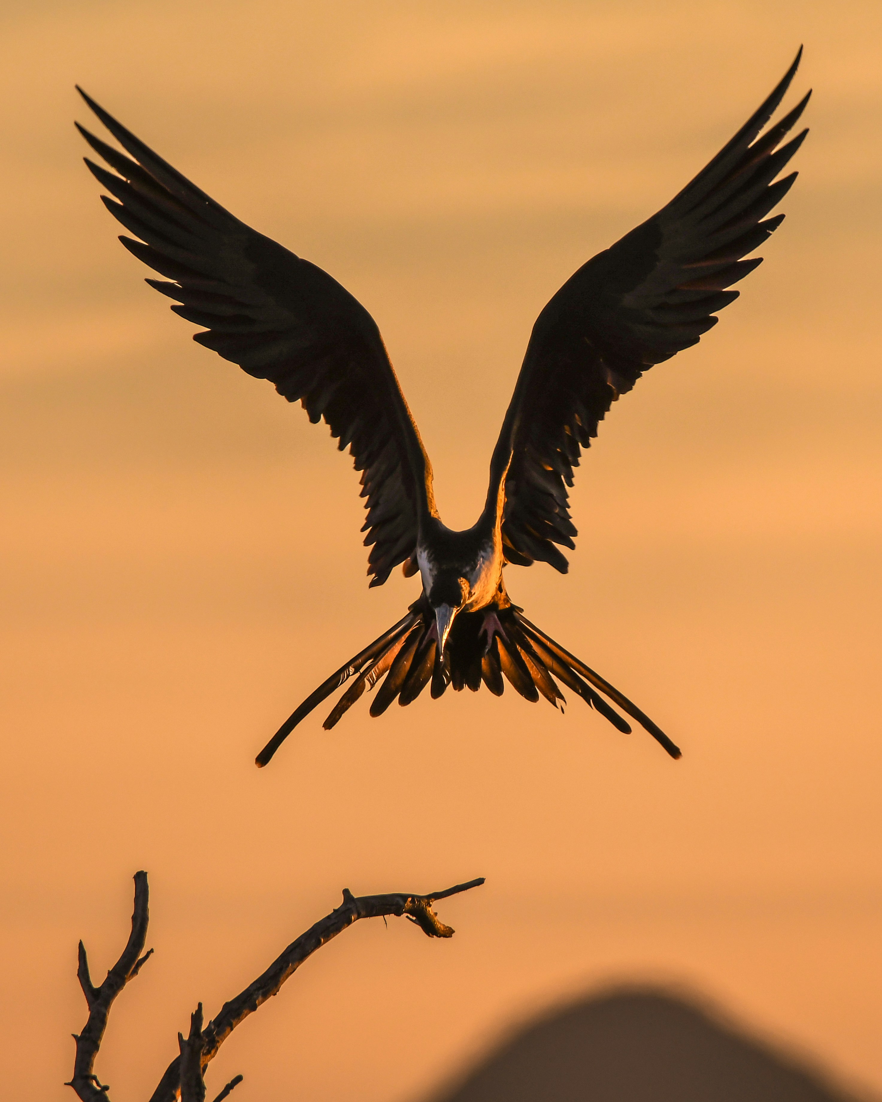 Magnificent Frigatebird