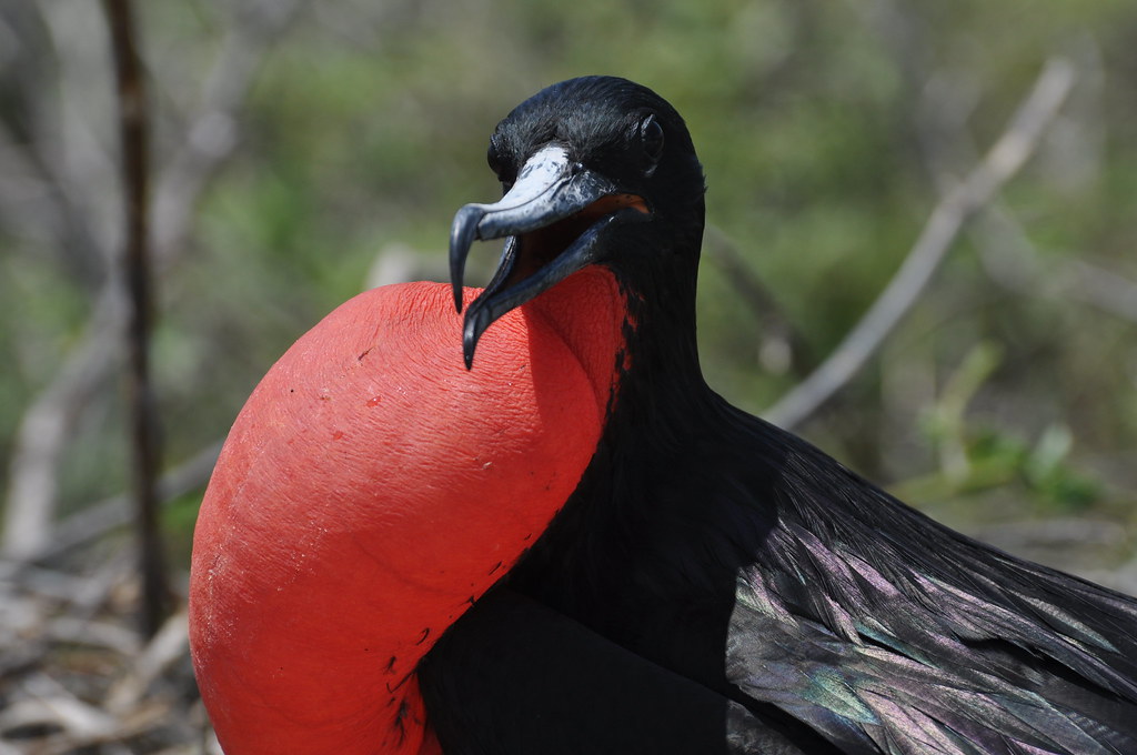 Magnificent Frigatebird