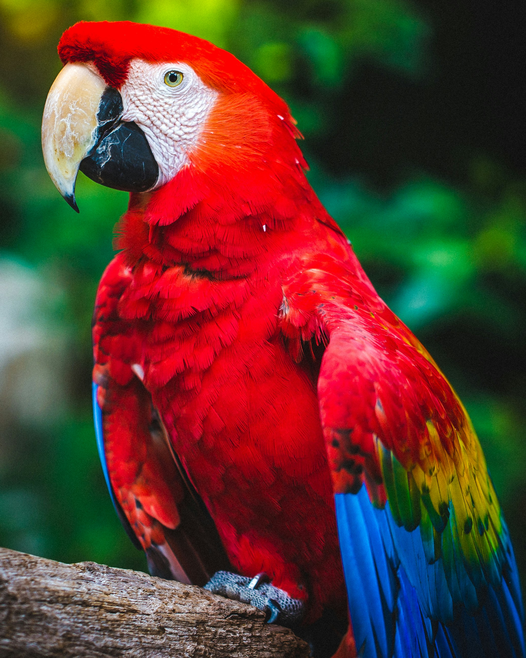 Macaw