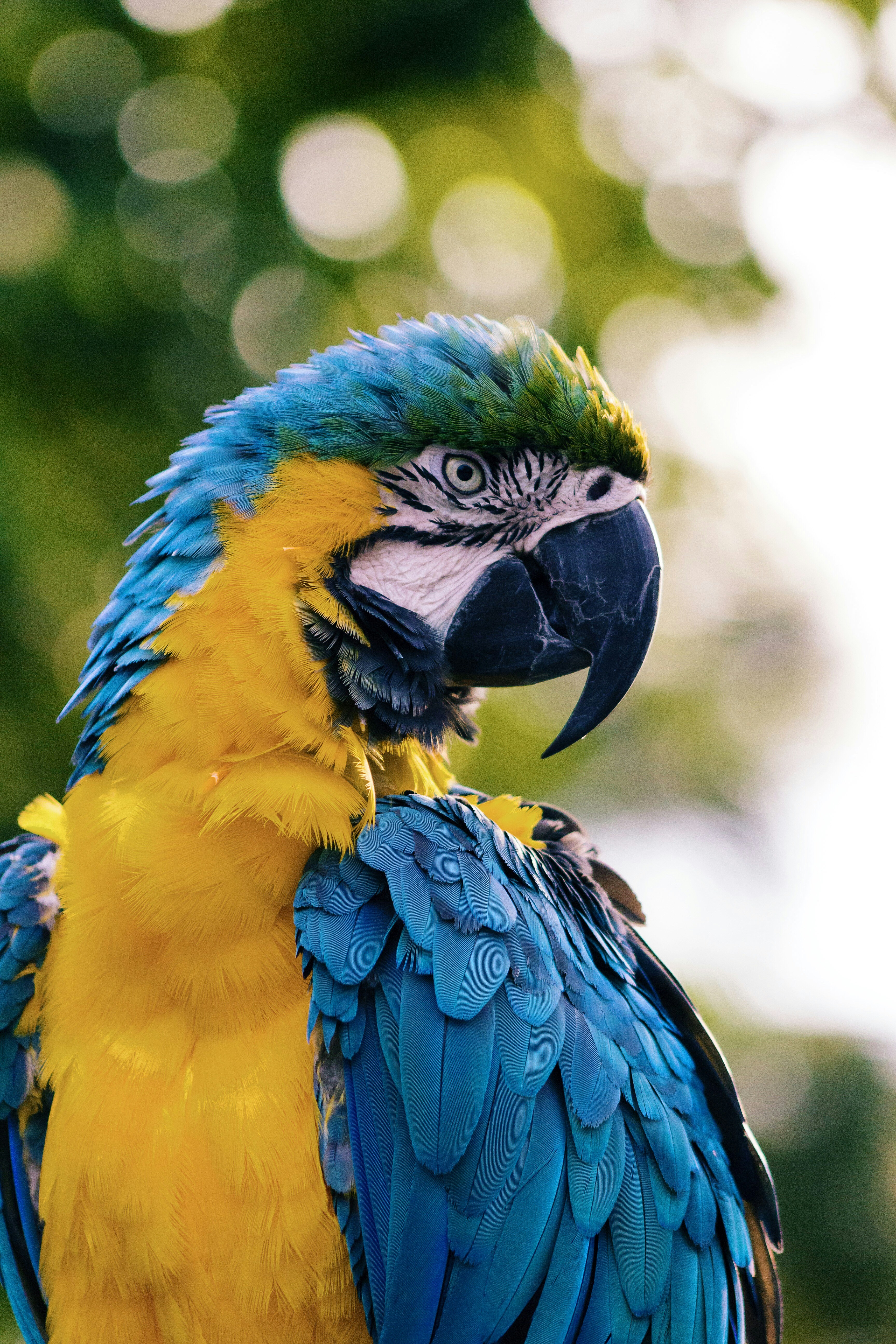 Macaw