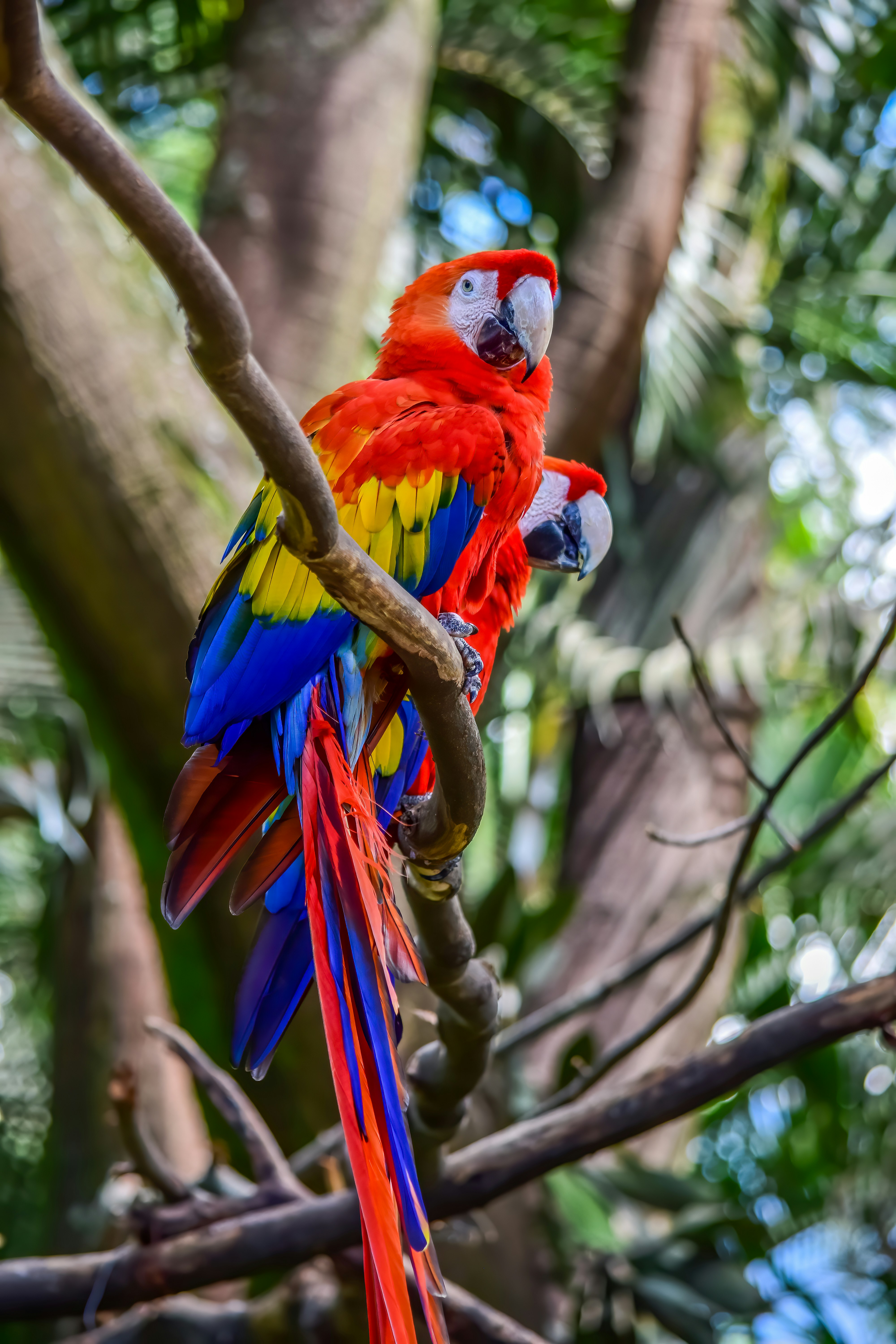 Macaw