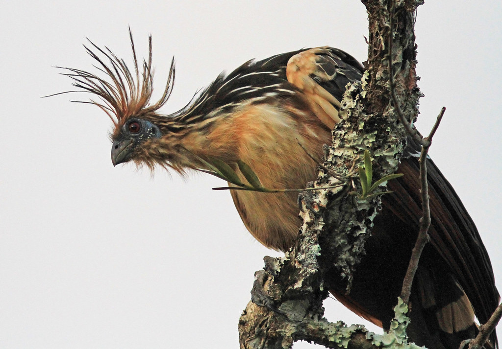 Hoatzin