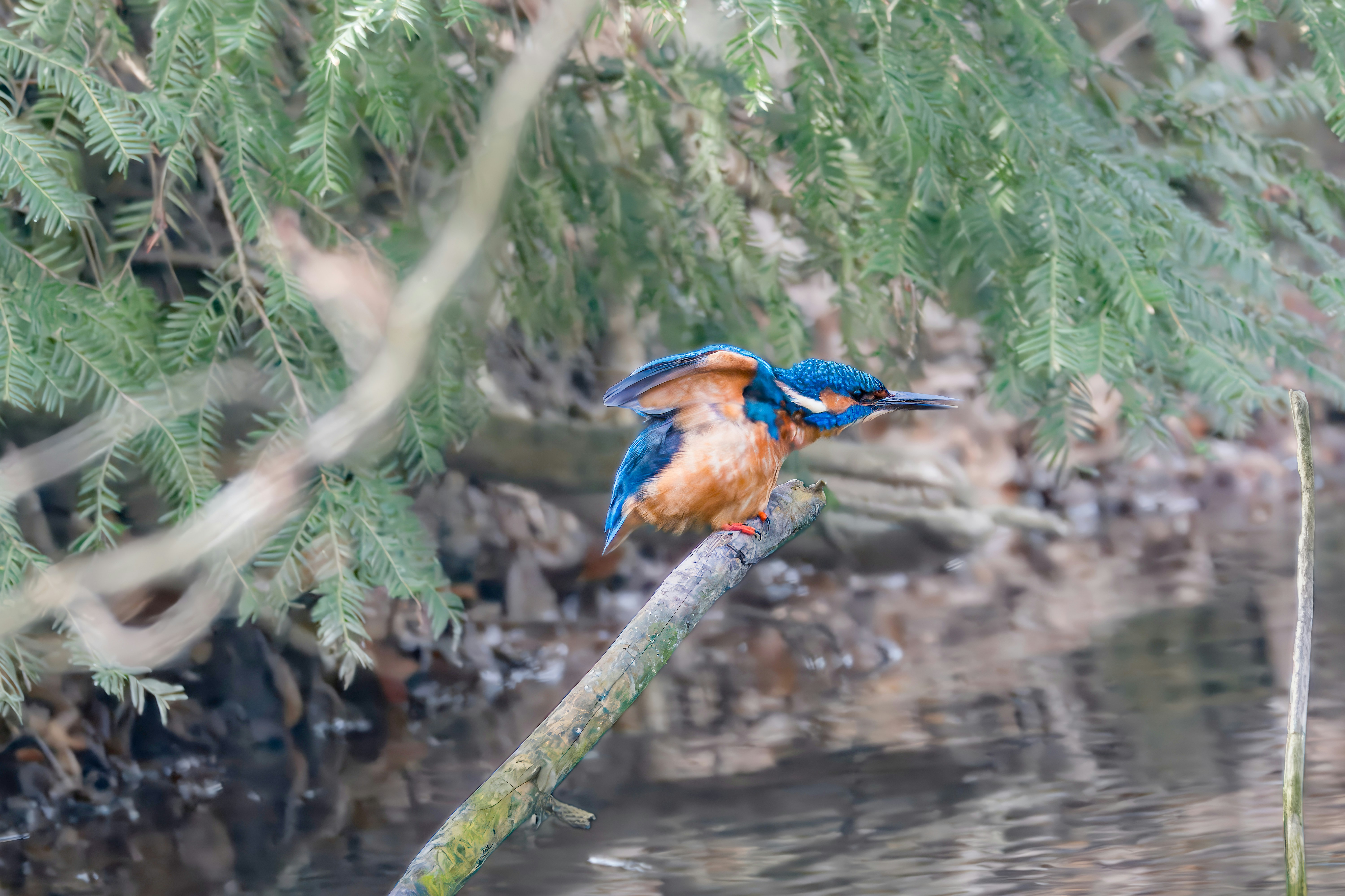 Common Kingfisher