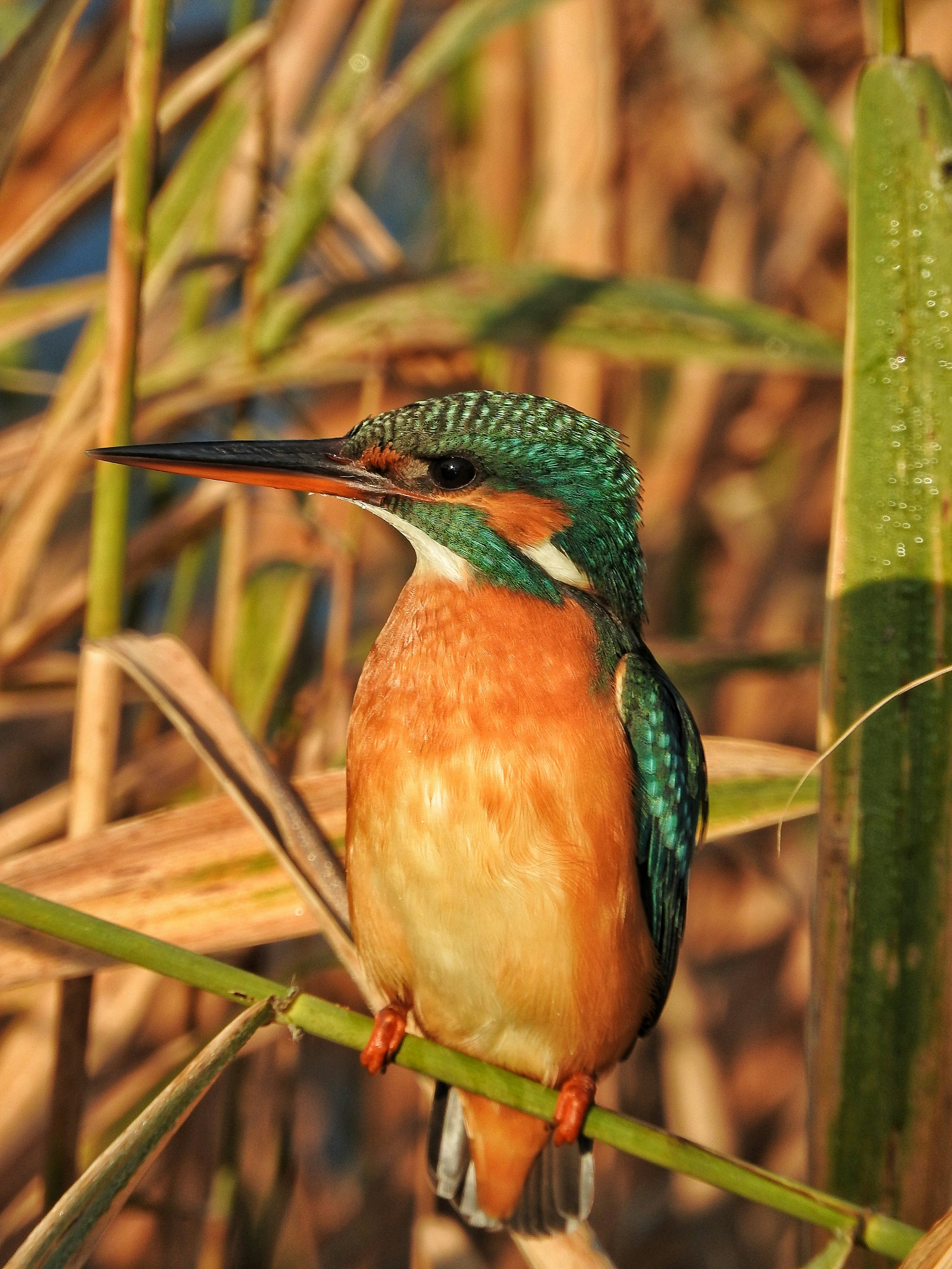 Common Kingfisher