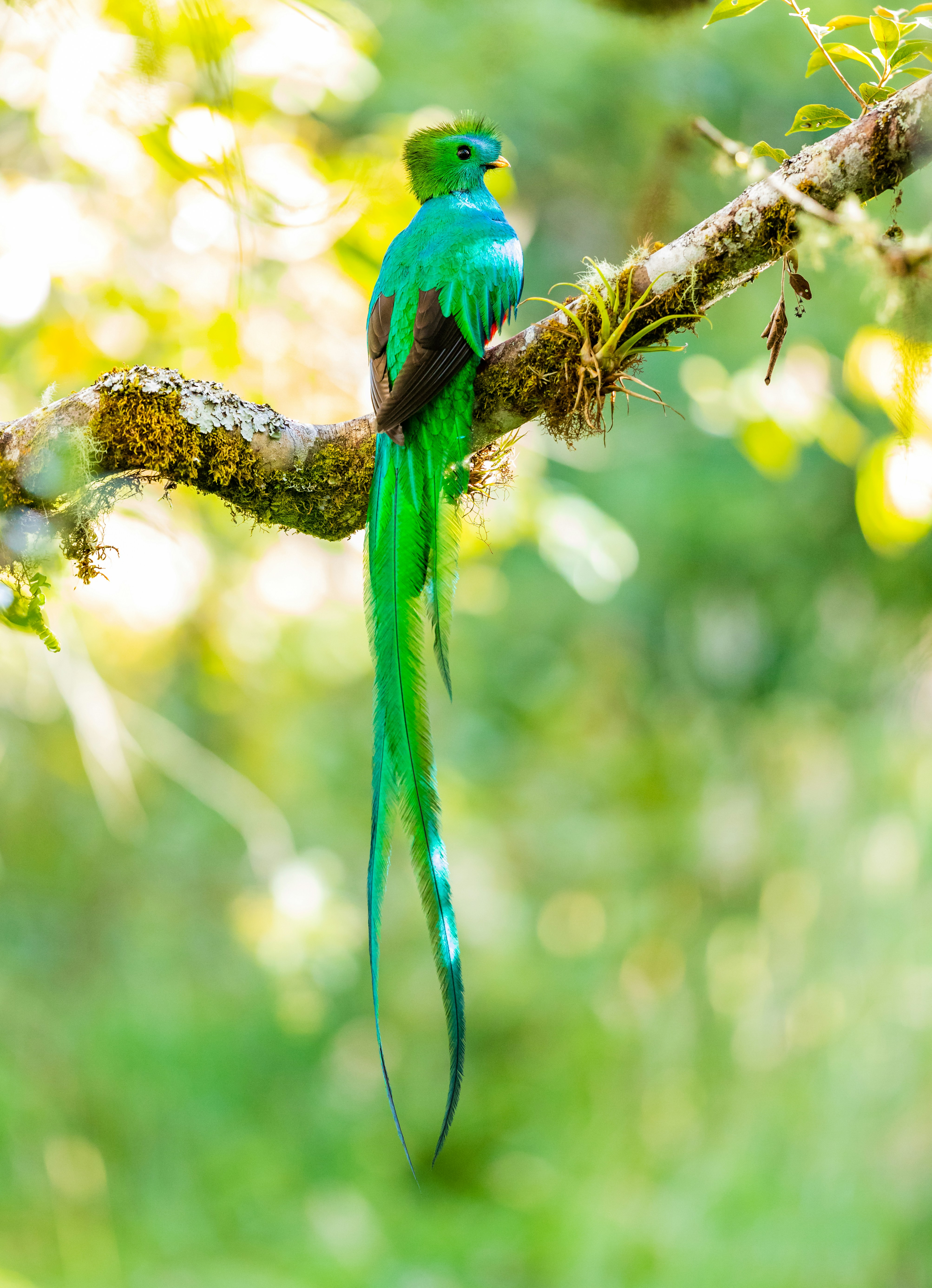 Resplendent Quetzal