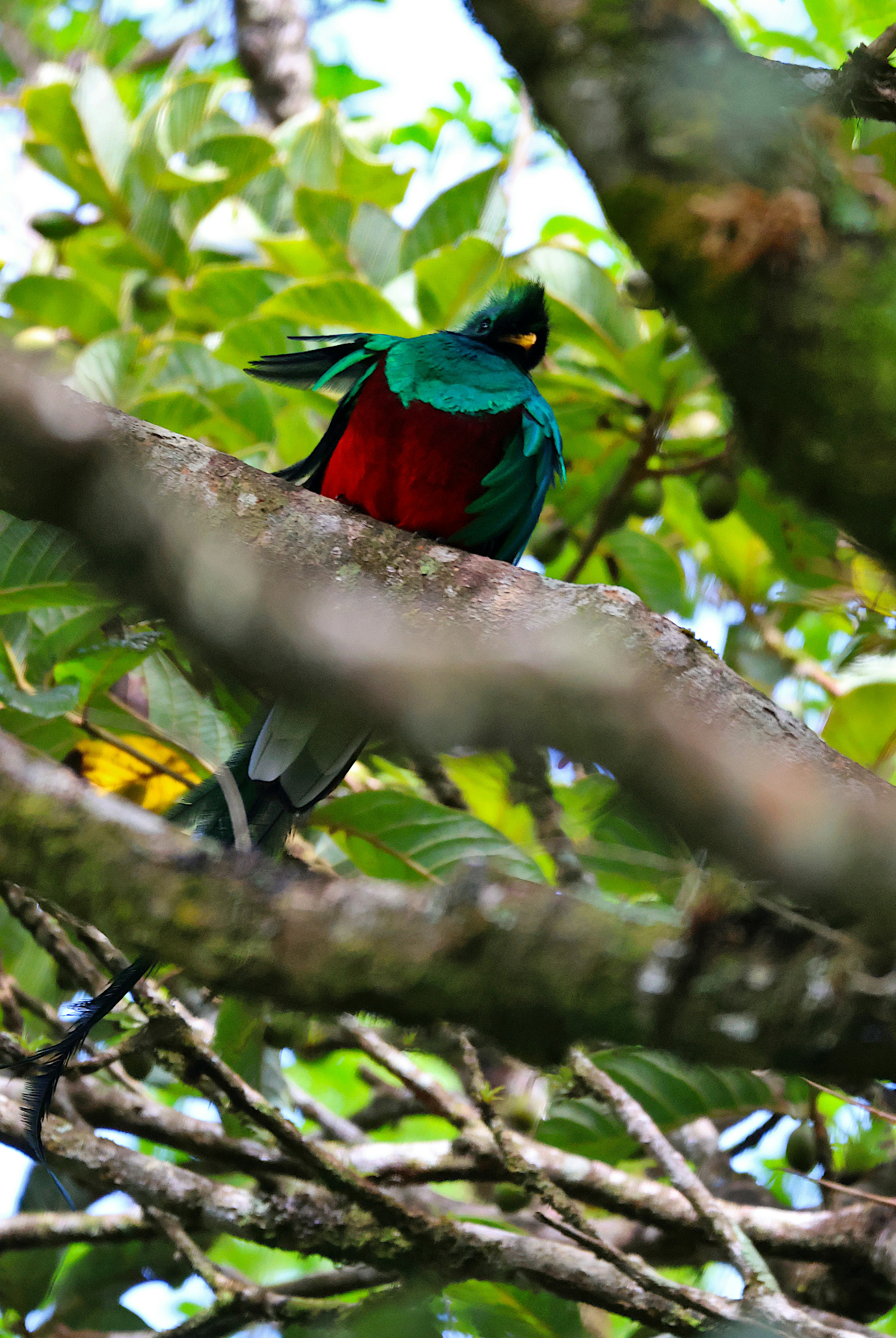 Resplendent Quetzal