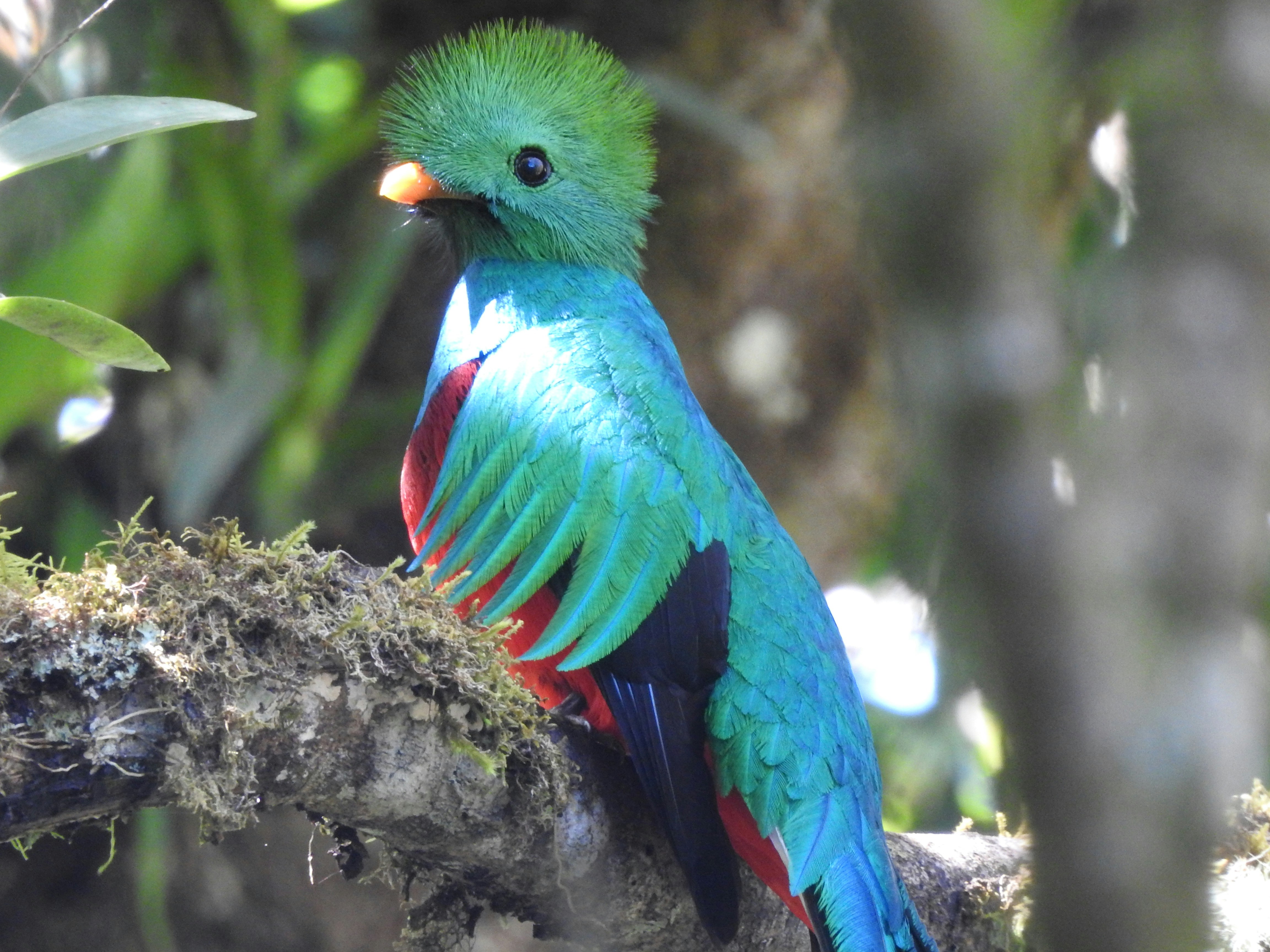 Resplendent Quetzal