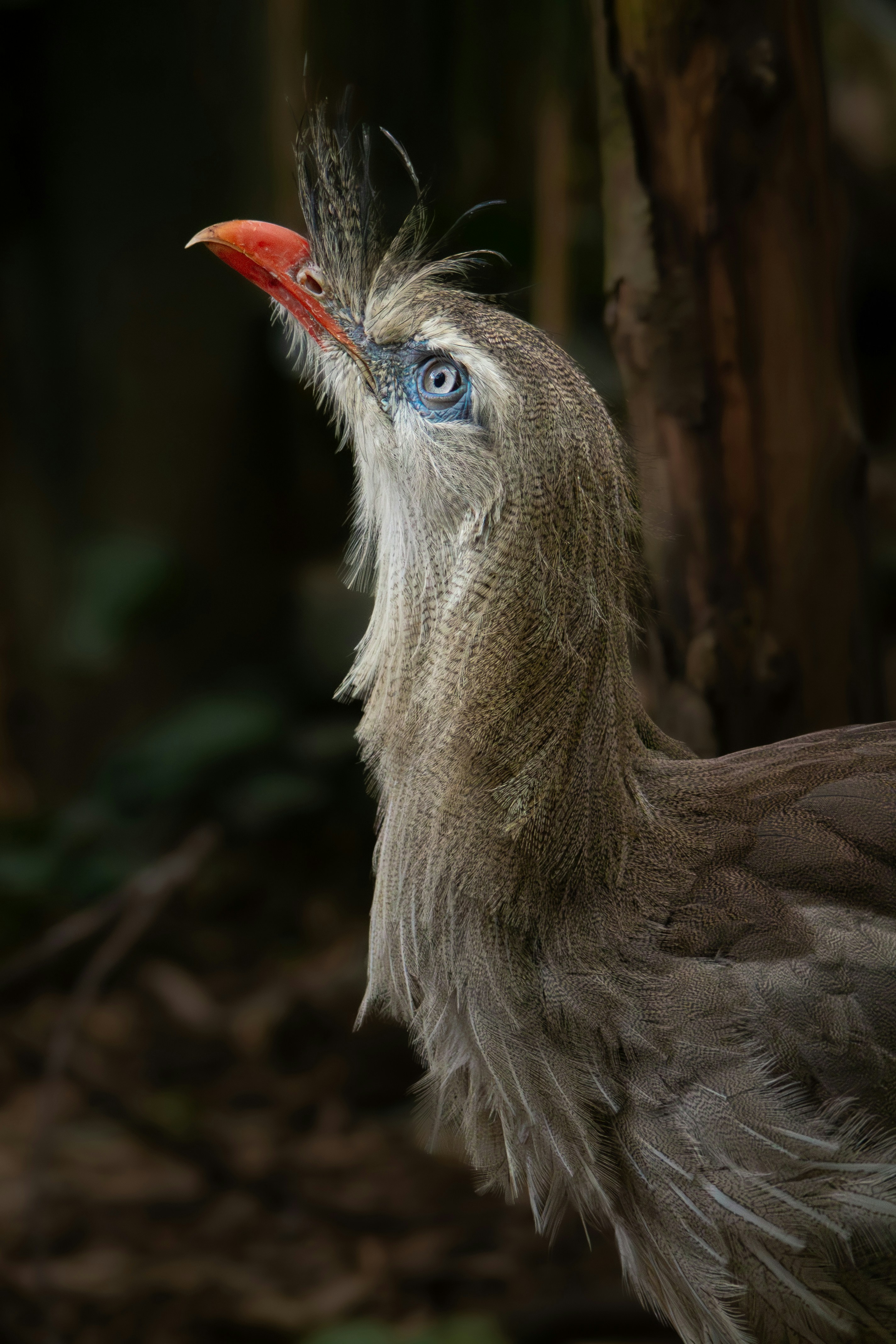 Red-legged Seriema
