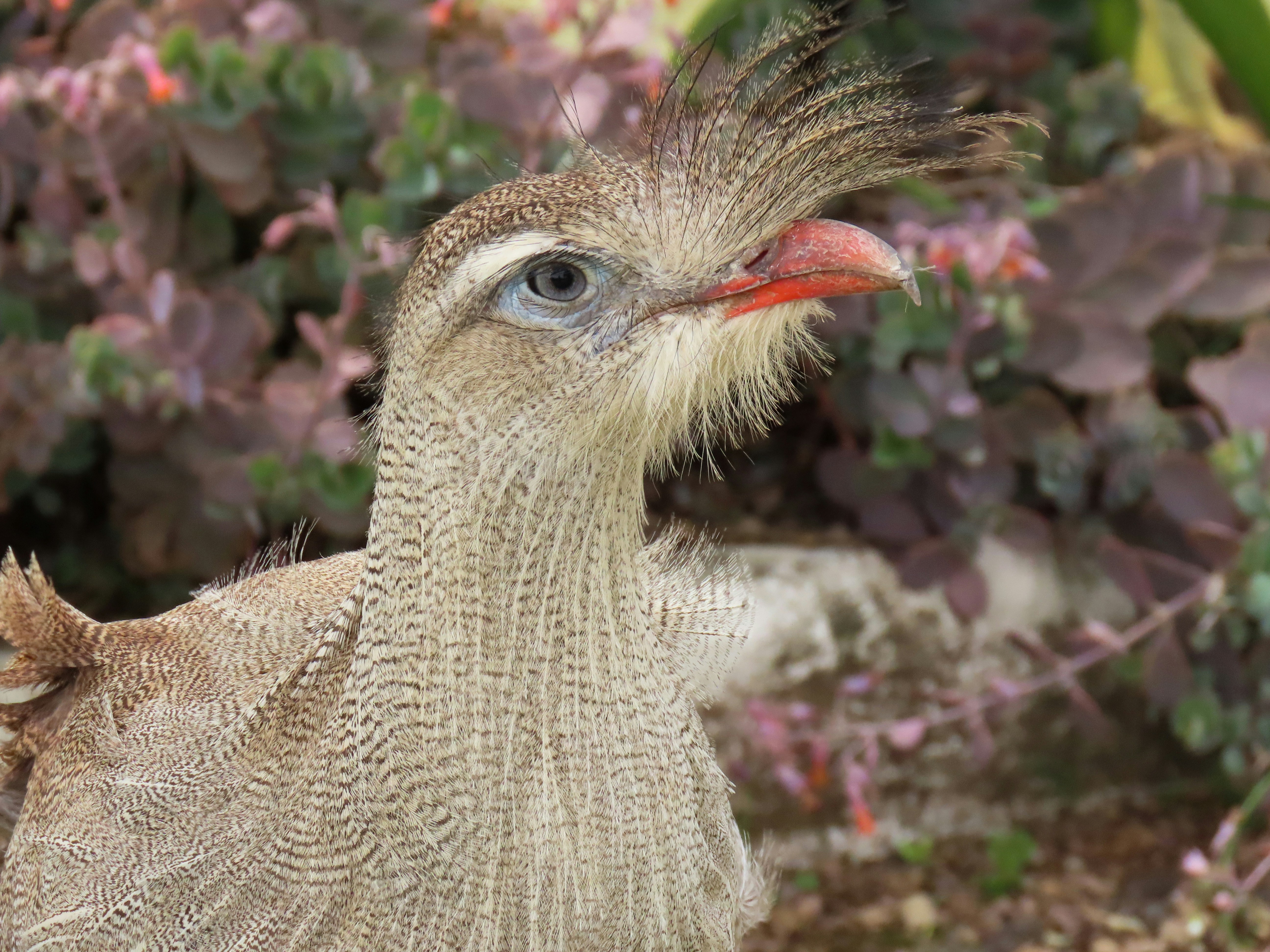 Red-legged Seriema